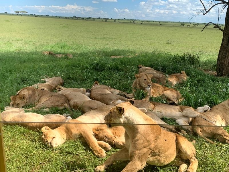 The sightseeing of a group of lionesses sleeping in forest
