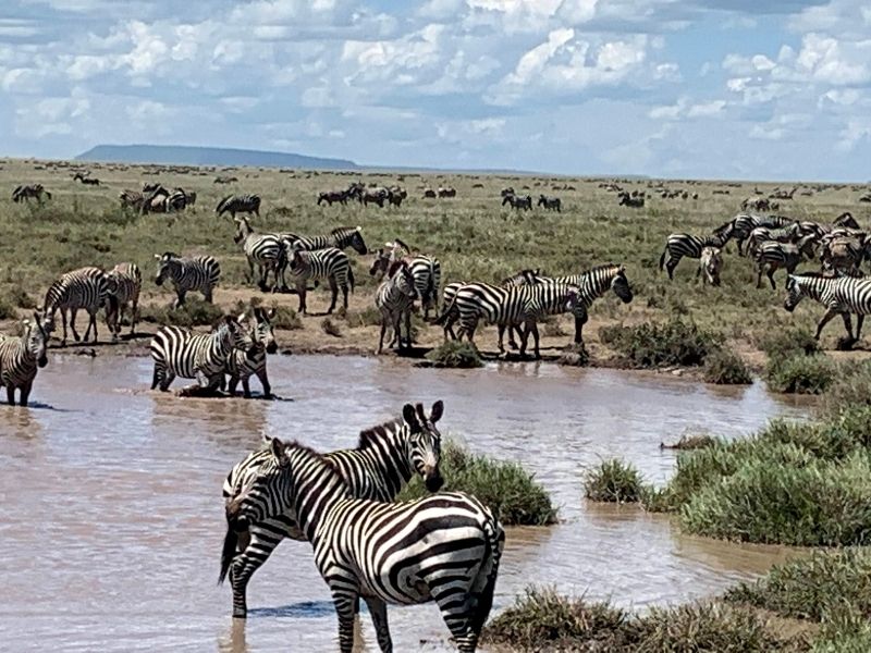 a sight of a group of zebras in safari