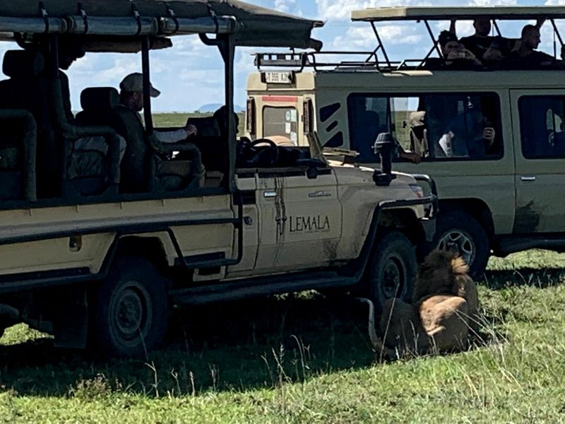 Afrikan Adventure Safari jeep with Lion