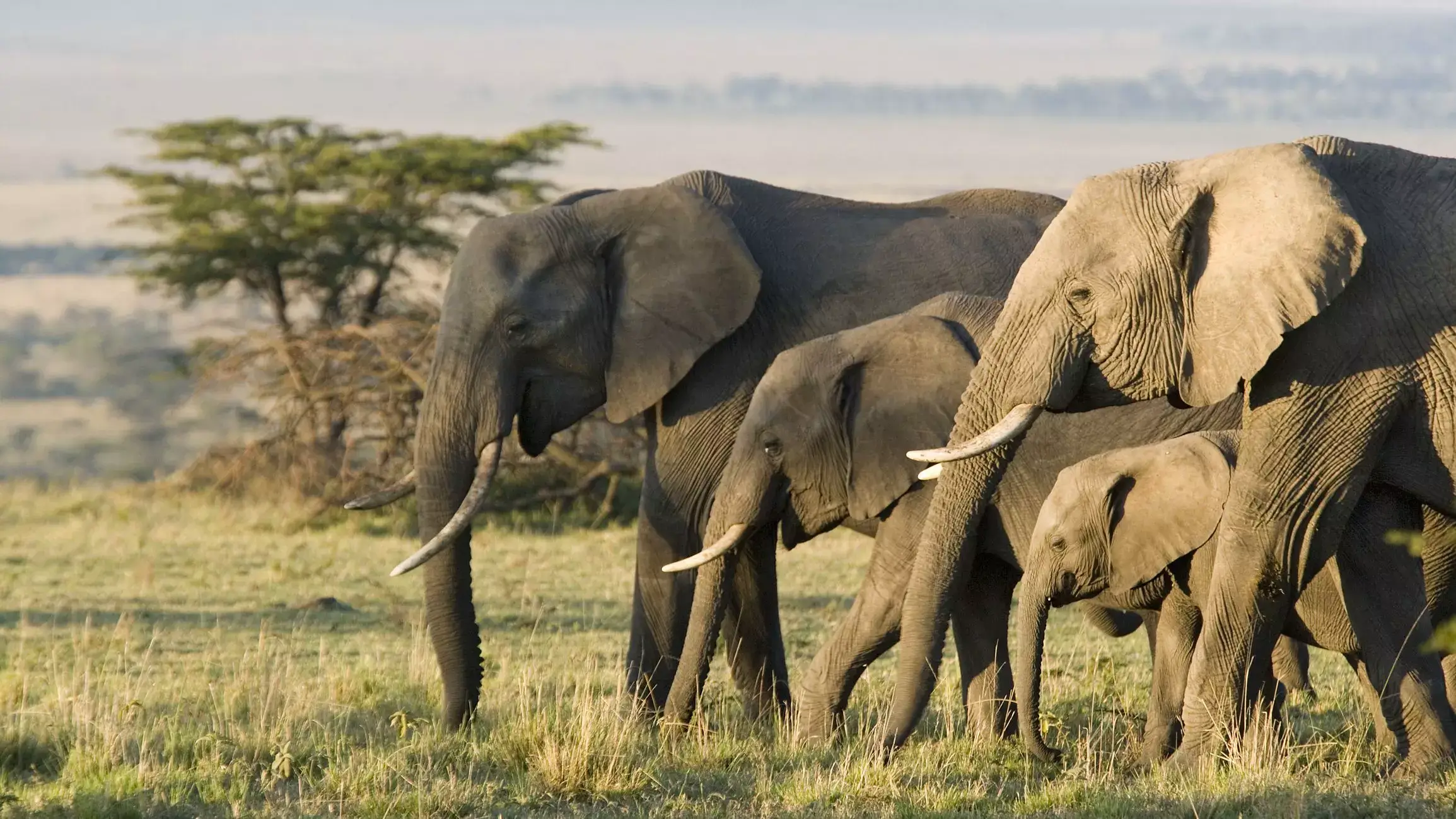 a herd of elephant along with 2 baby elephants and 2 big elephants