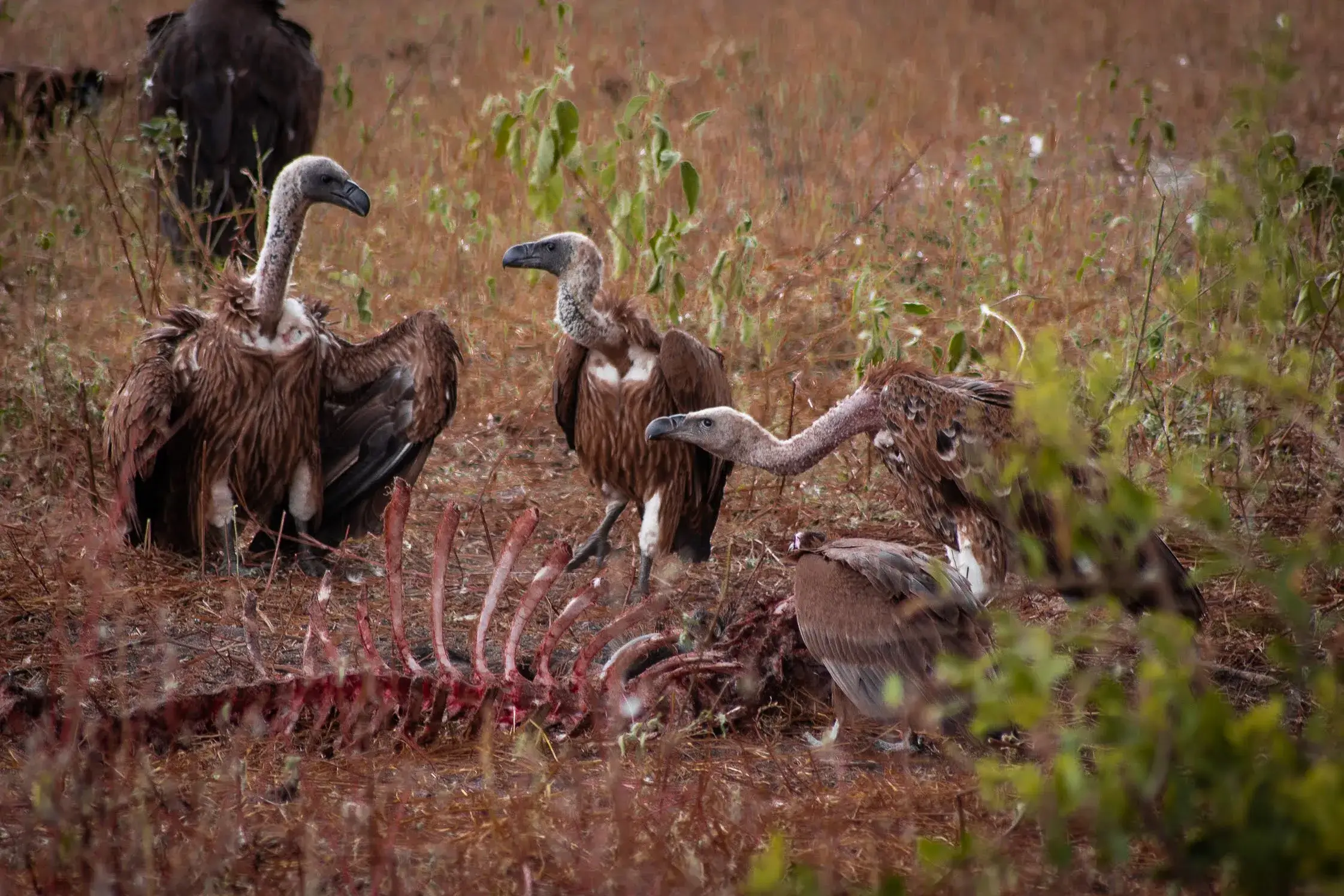 a group of vultures enjoying their prey in Tanzanian safari jungle