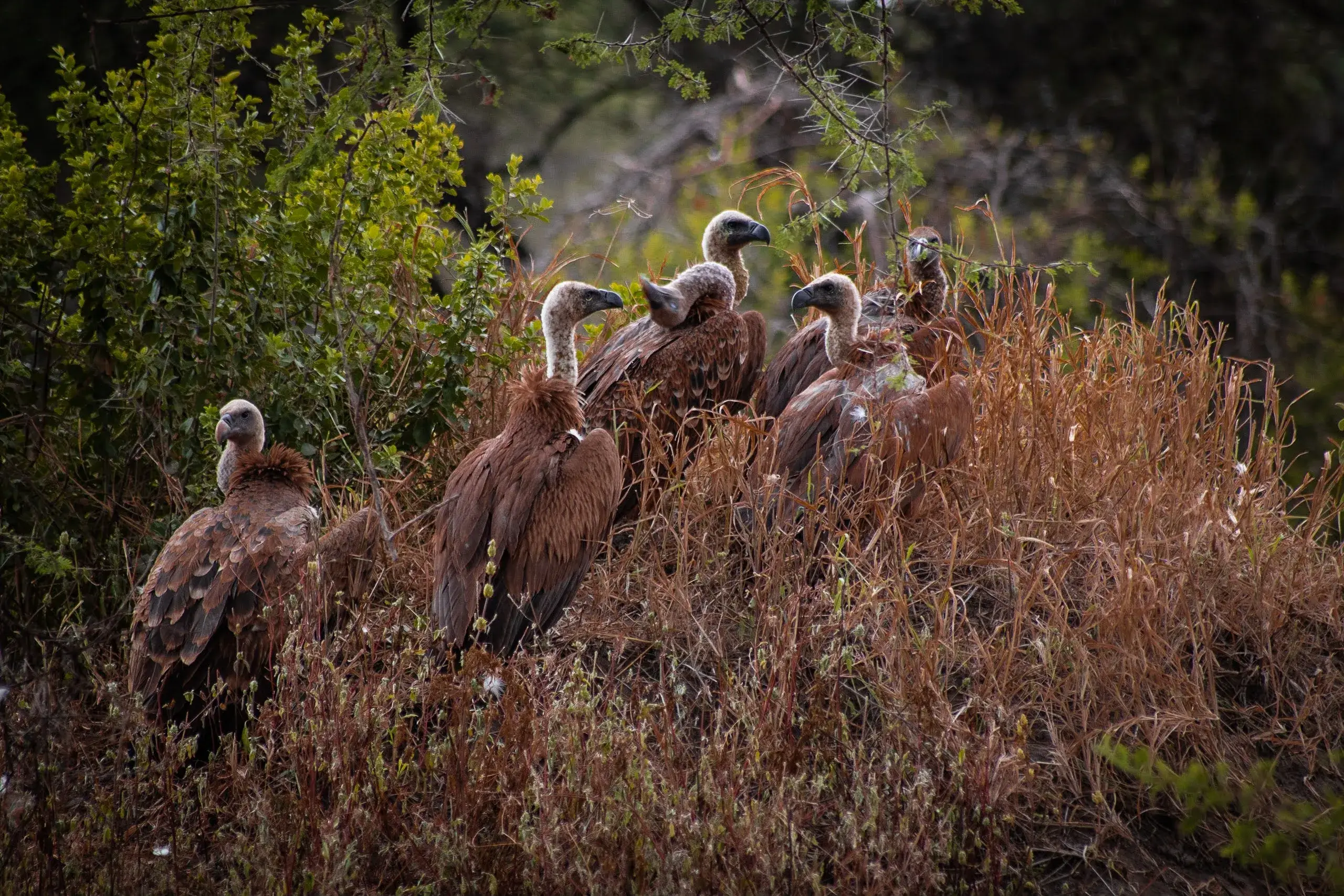 a group of vulture spotted in Tanzanian safari jungle