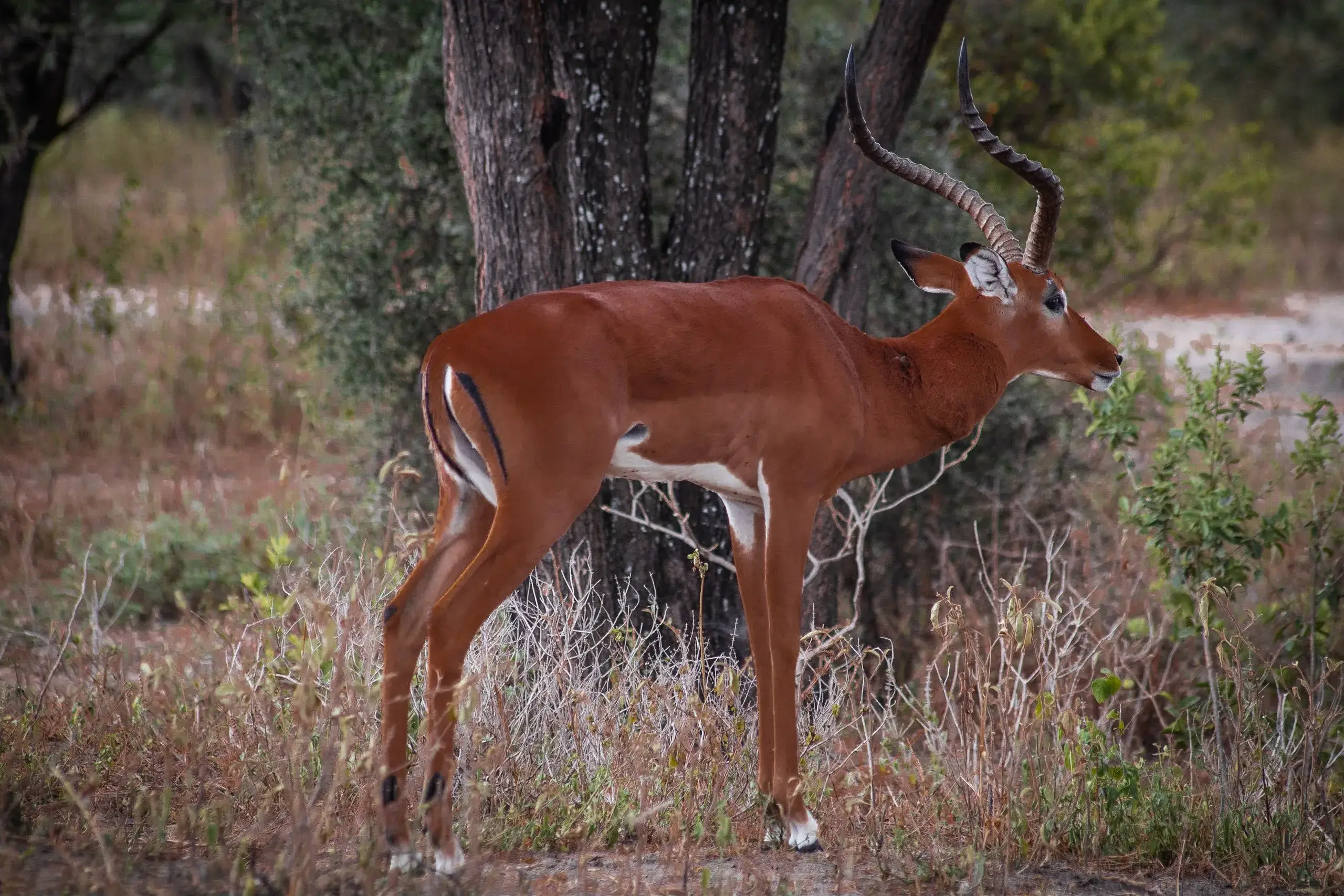 Impala spotted in Tanzanian safari jungles