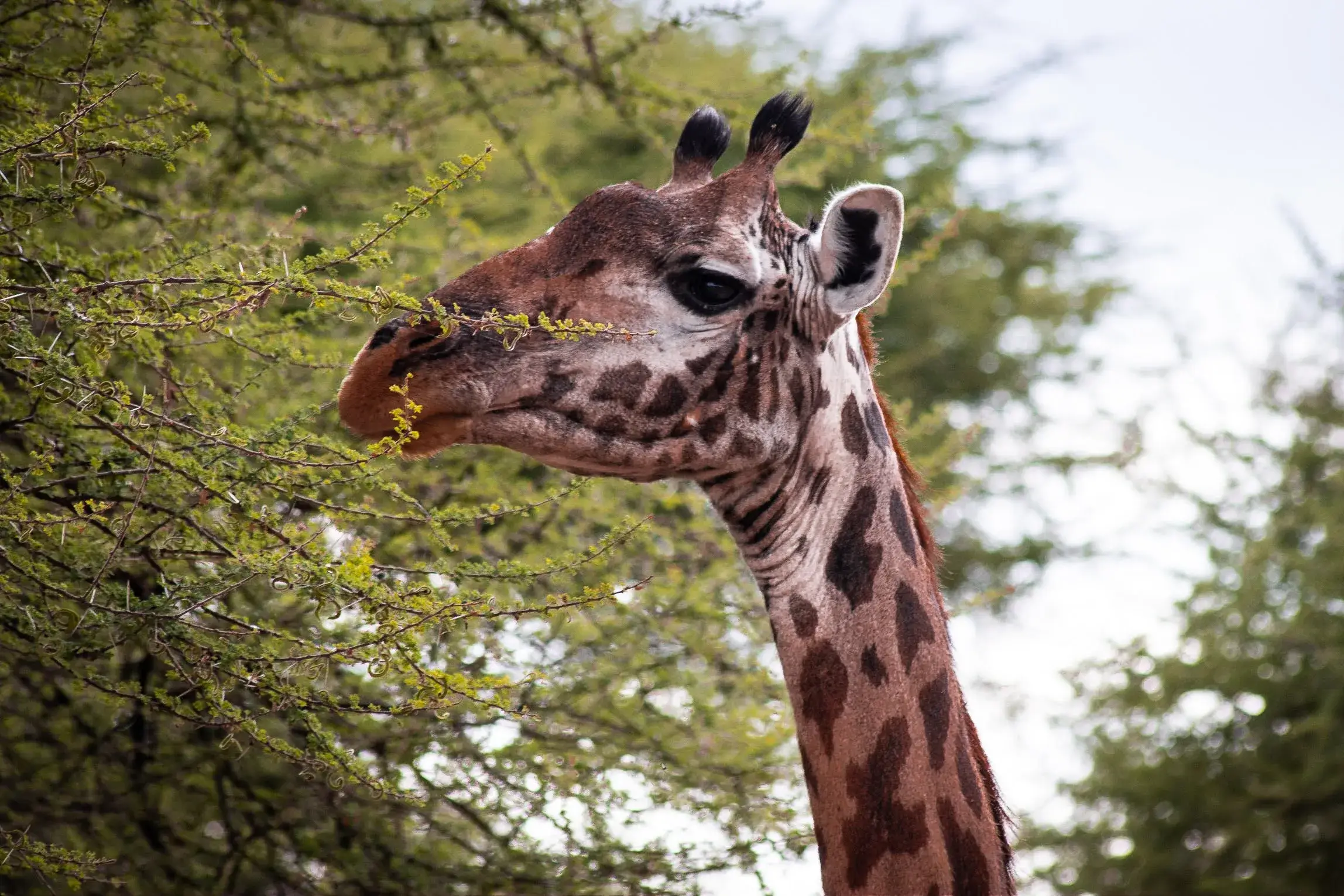 a giraffe spotted while eating in Tanzanian safari jungles