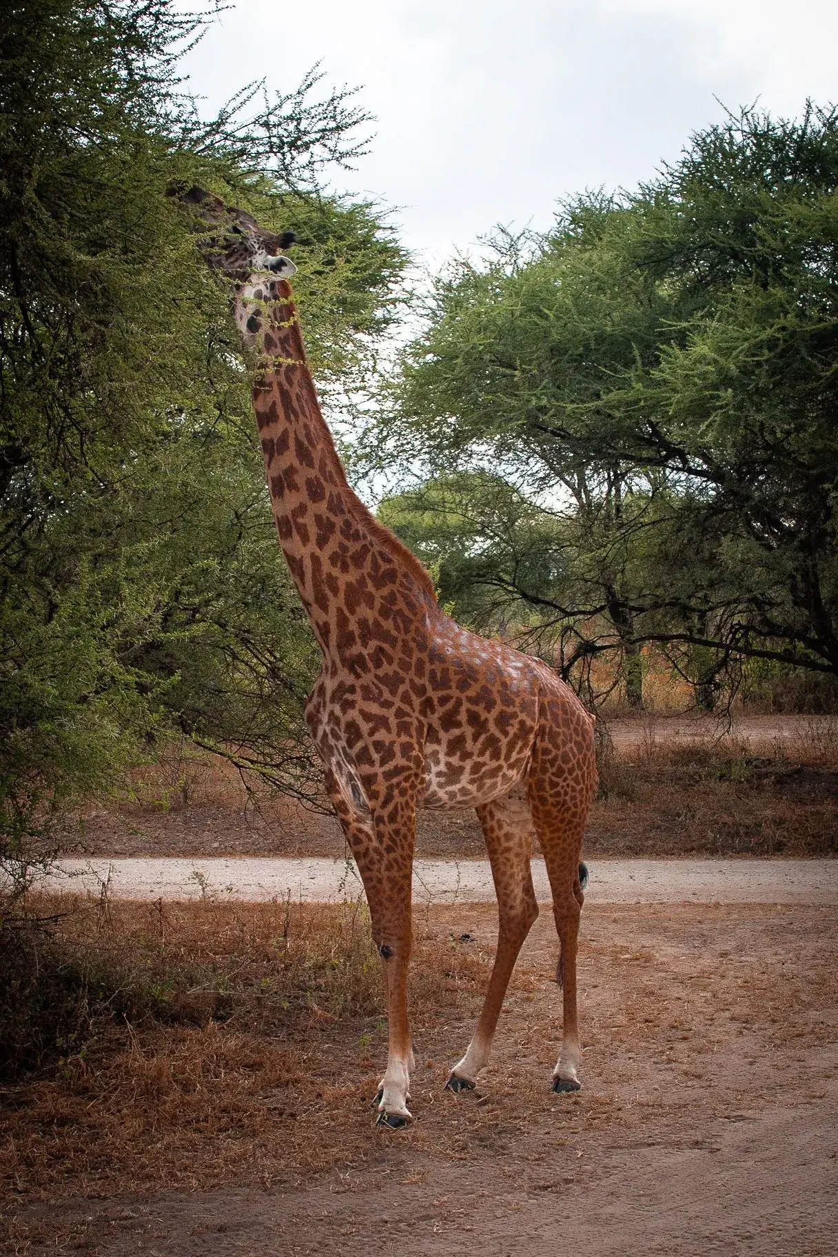a giraffe spotted while eating in Tanzanian safari jungles