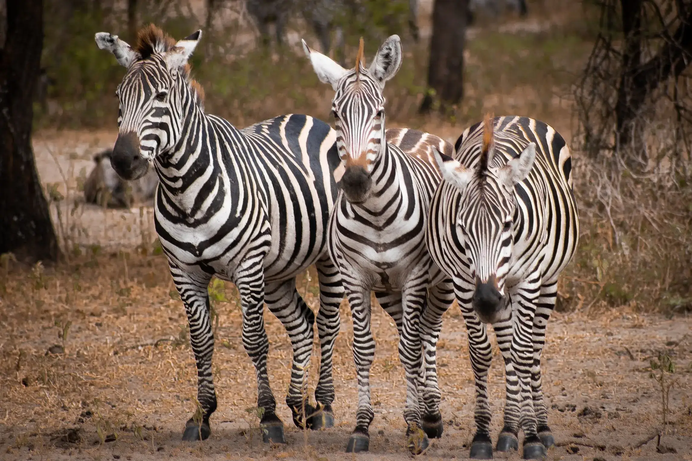 A dazzle of zebra's from Tanzanian national park