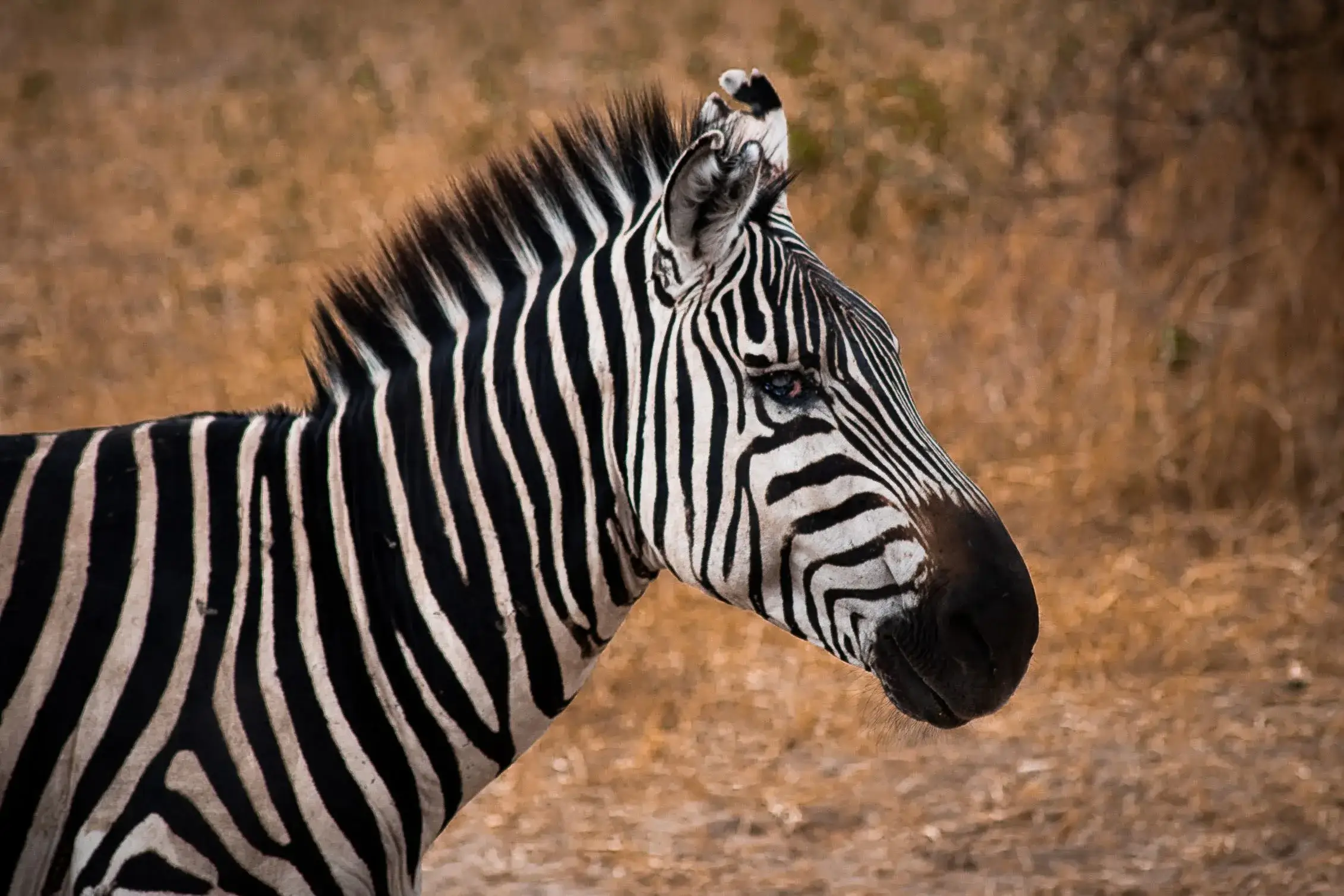 a zebra spotted in Tanzanian safari jungles