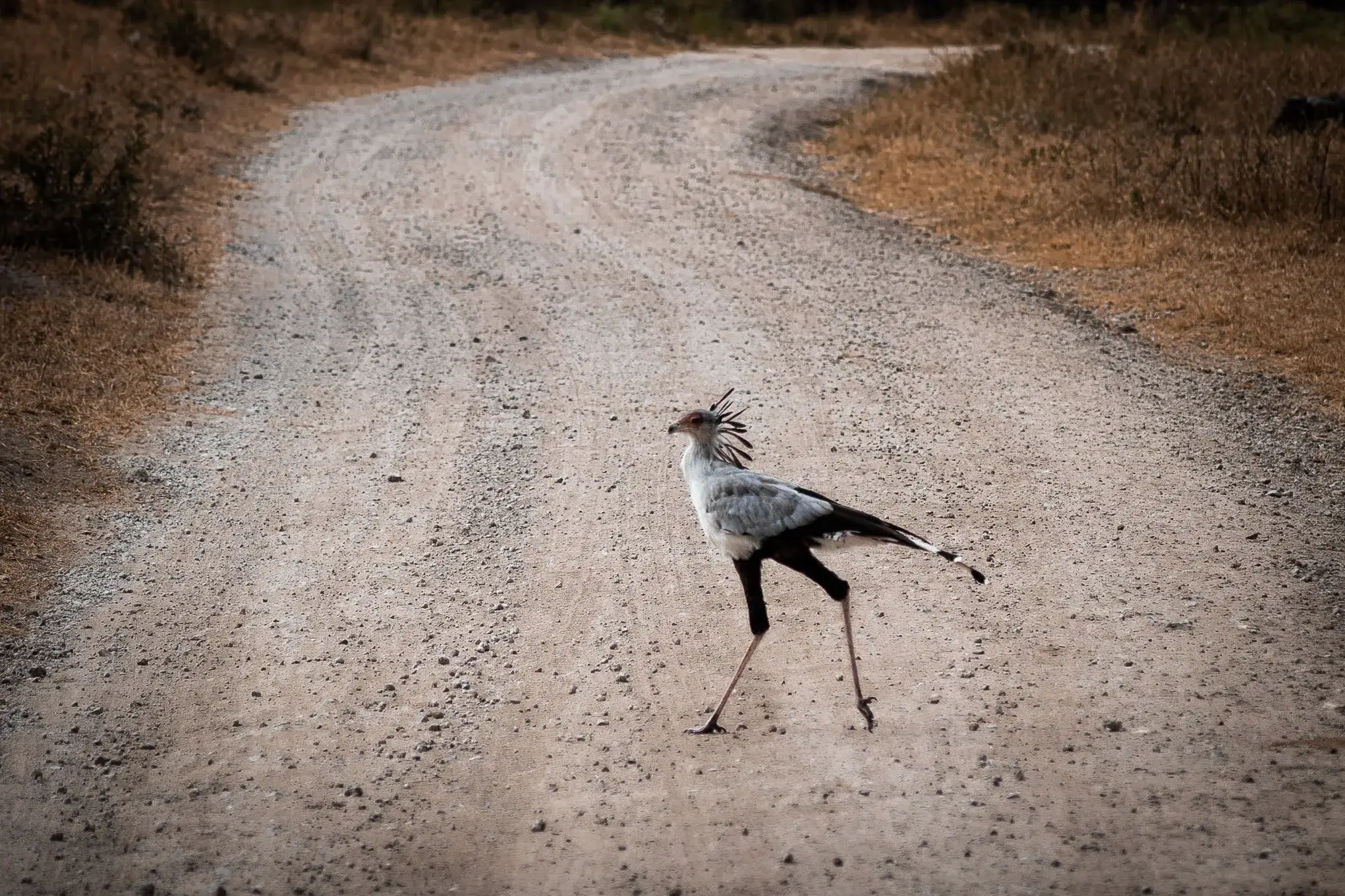 rare secretary bird on the roads of Tanzanian safari jungles