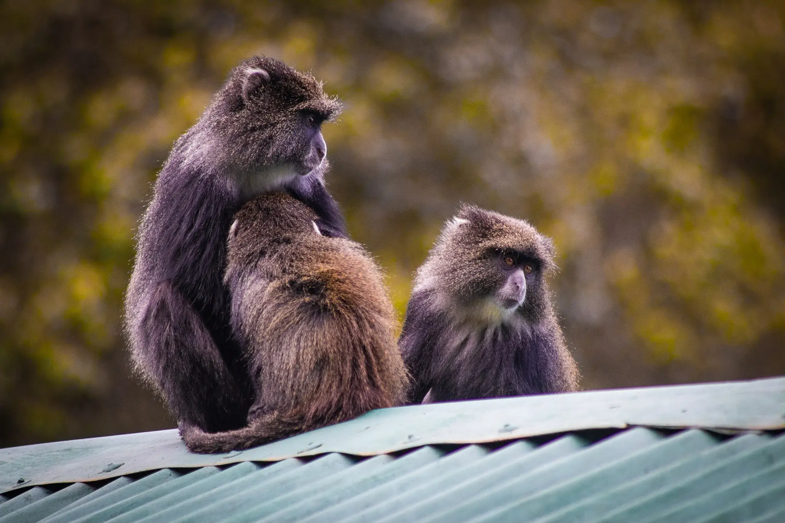 Samango monkeys spotted in Tanzanian jungles while trek