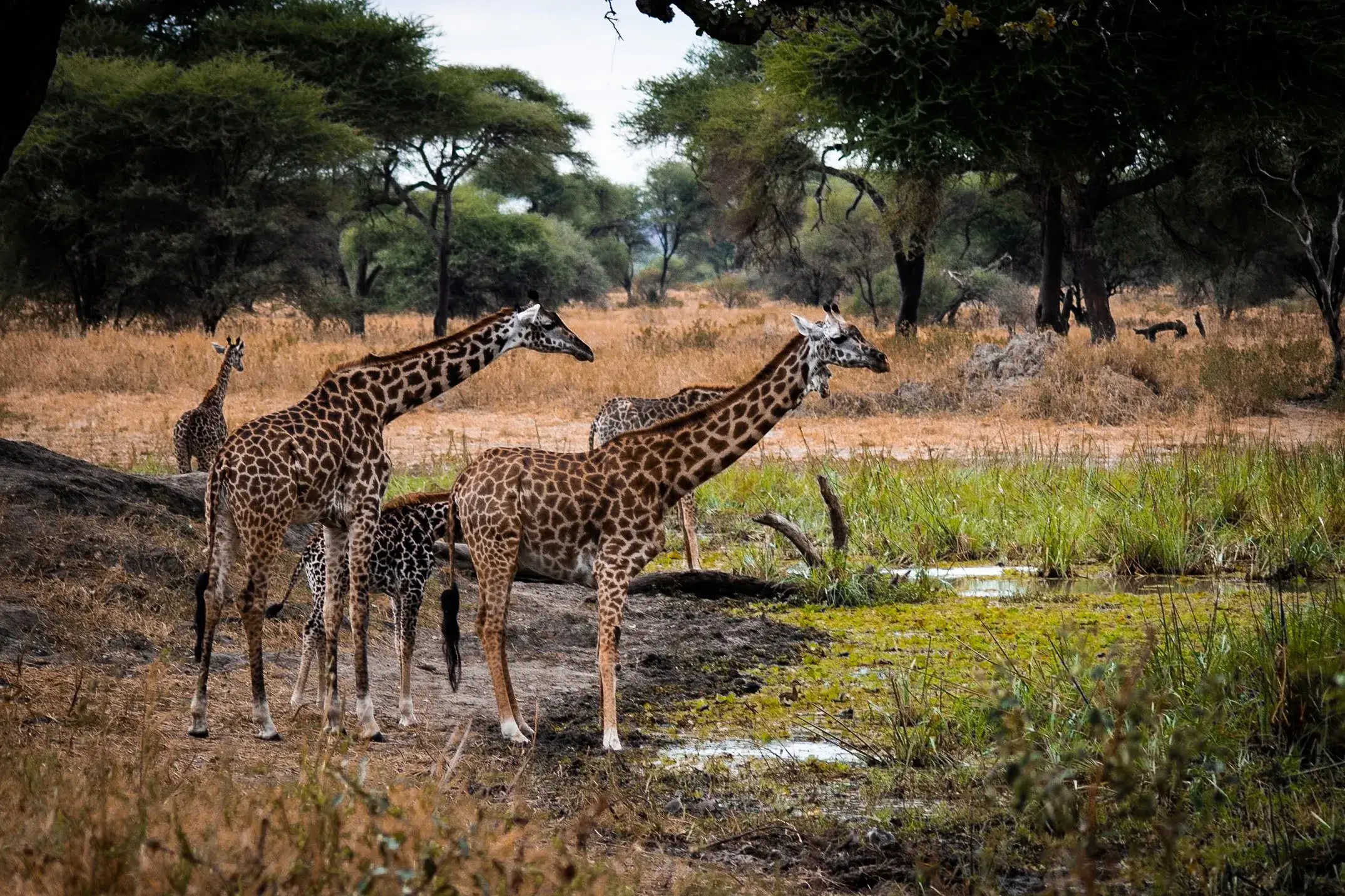A herd of giraffe's from Tanzanian national park