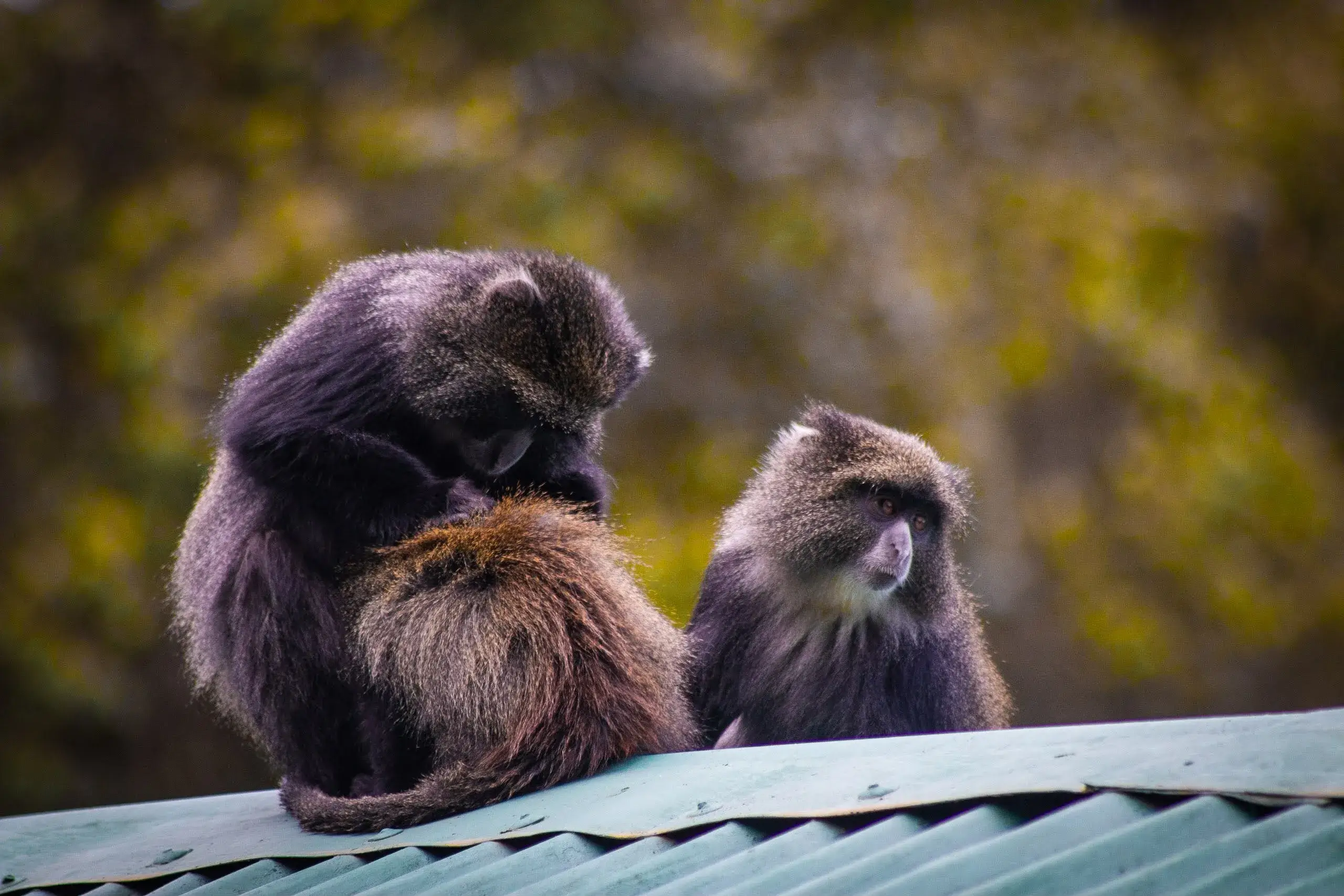 Samango monkeys spotted in Tanzanian jungles while trek