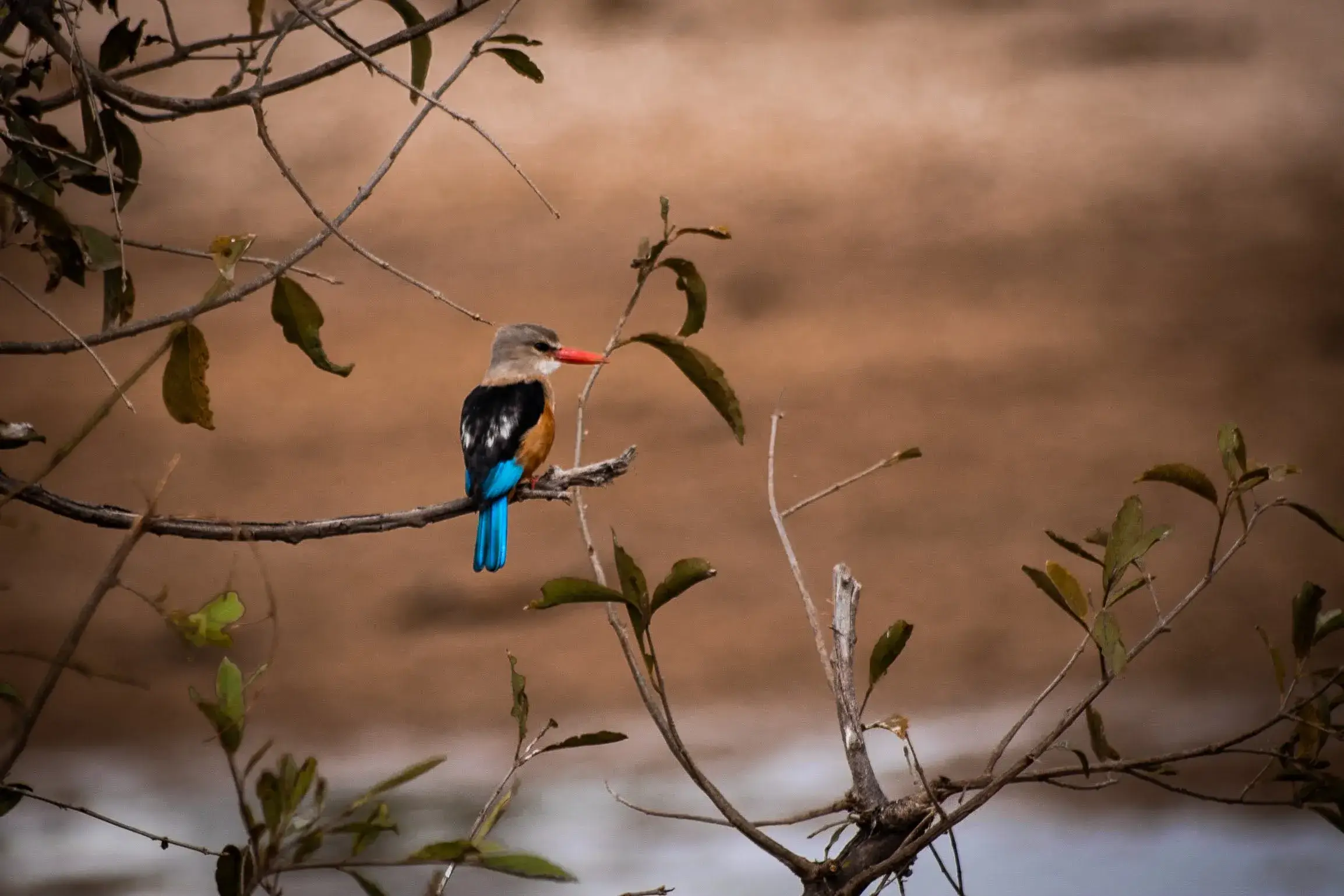 grey headed kingfisher spotted in Tanzanian safari jungles