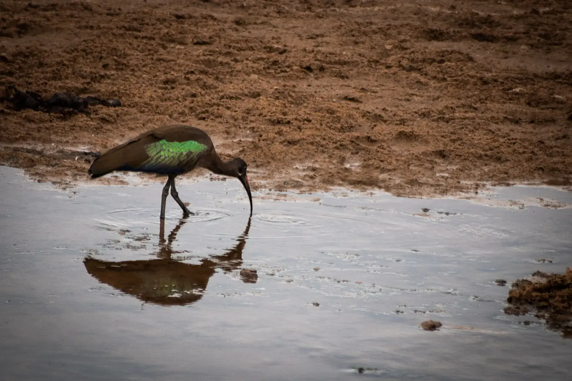 Ibis is a rare bird which is spotted in Tanzanian safari jungles