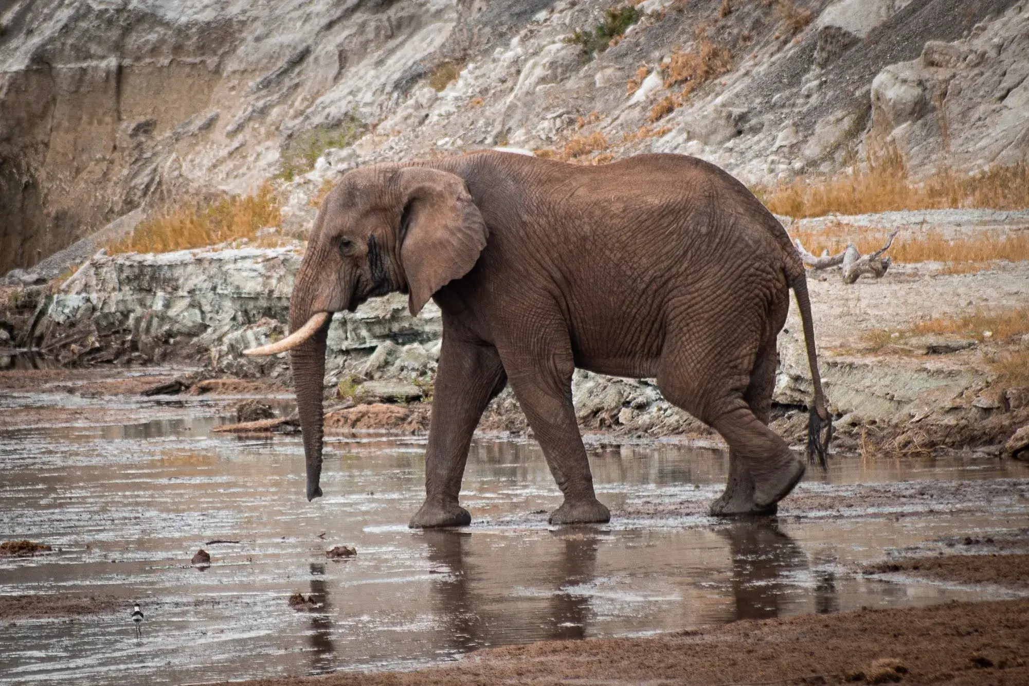 Baby elephant passing by a lake