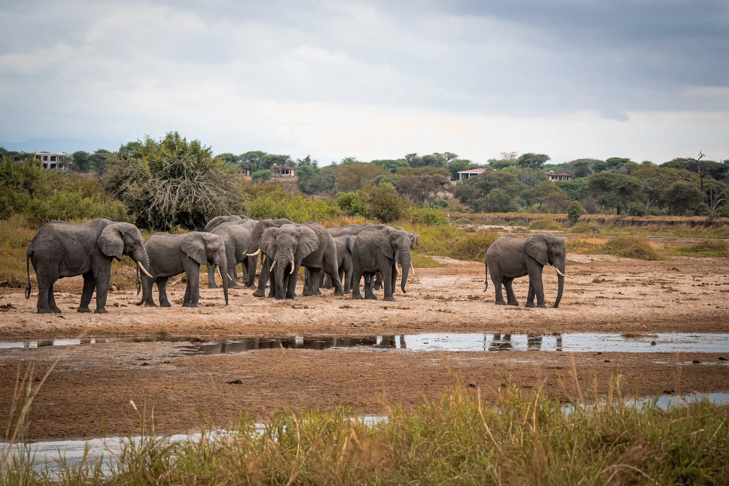 A Bush of Elephant roaming around Tanzanian national park