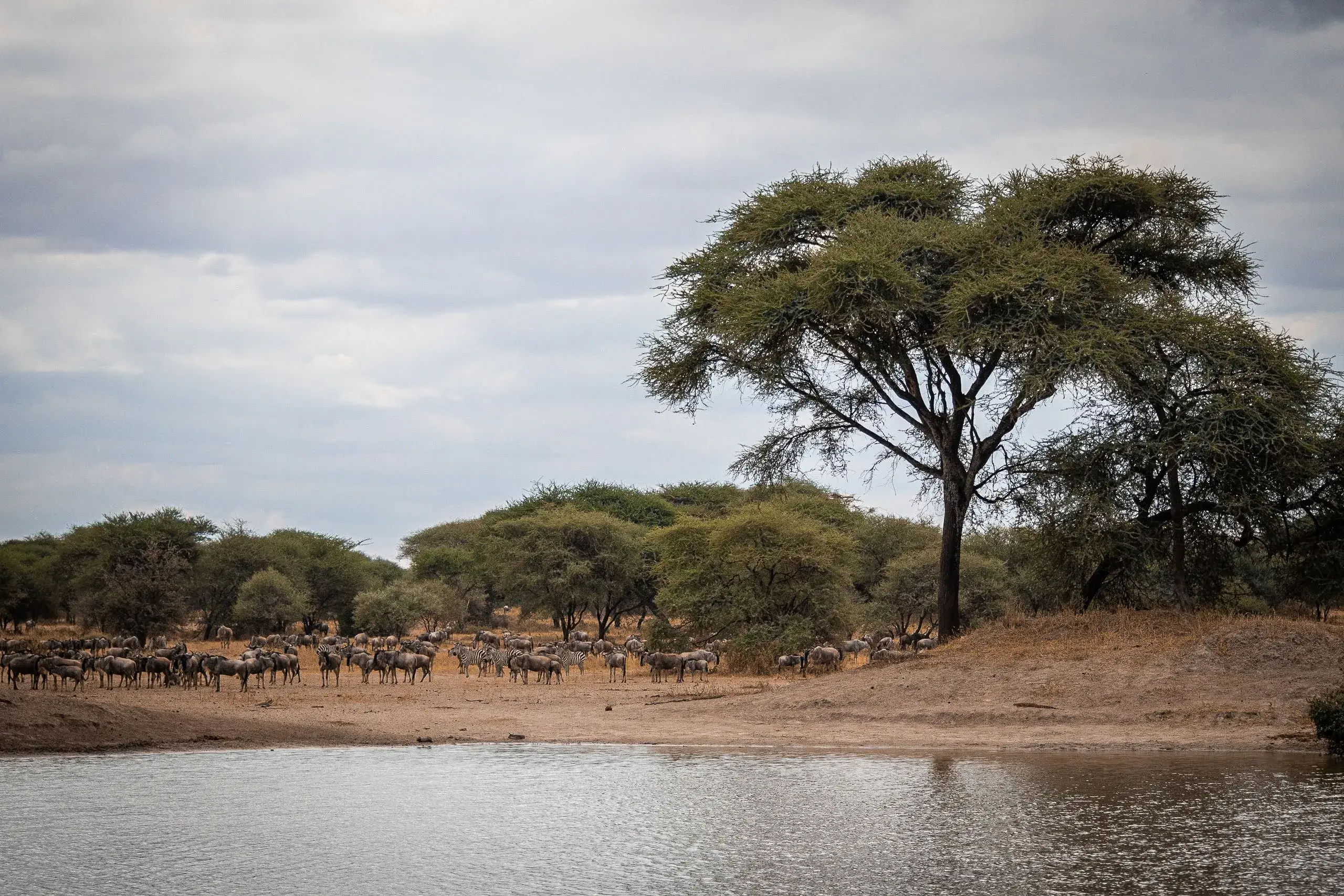 A herd of wildebeest in Tanzanian national parks