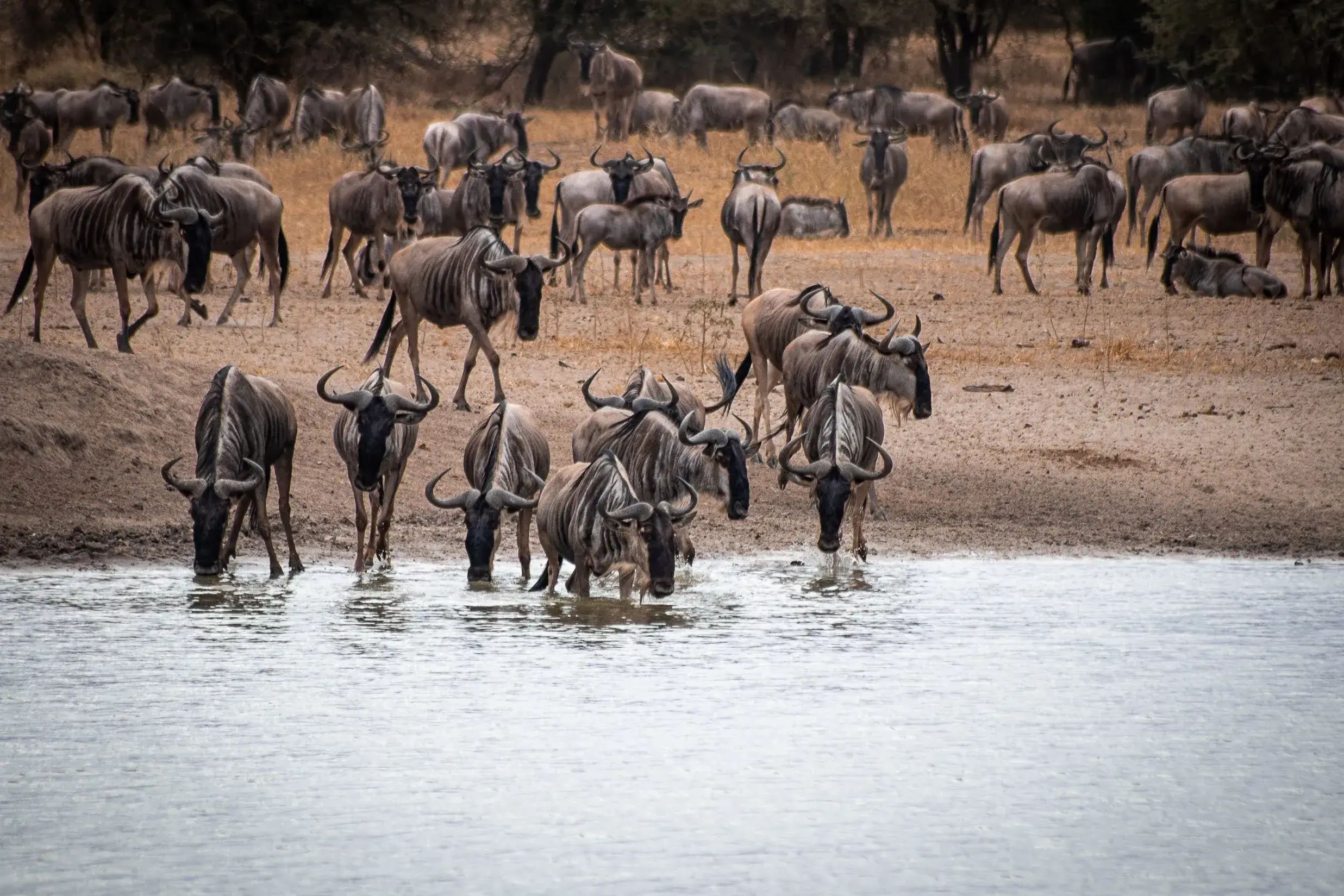 A group of wildebeest stepping into the water