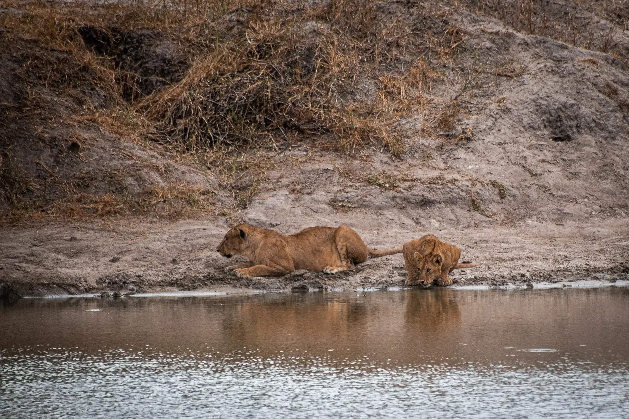2 lionesses looking for their pray