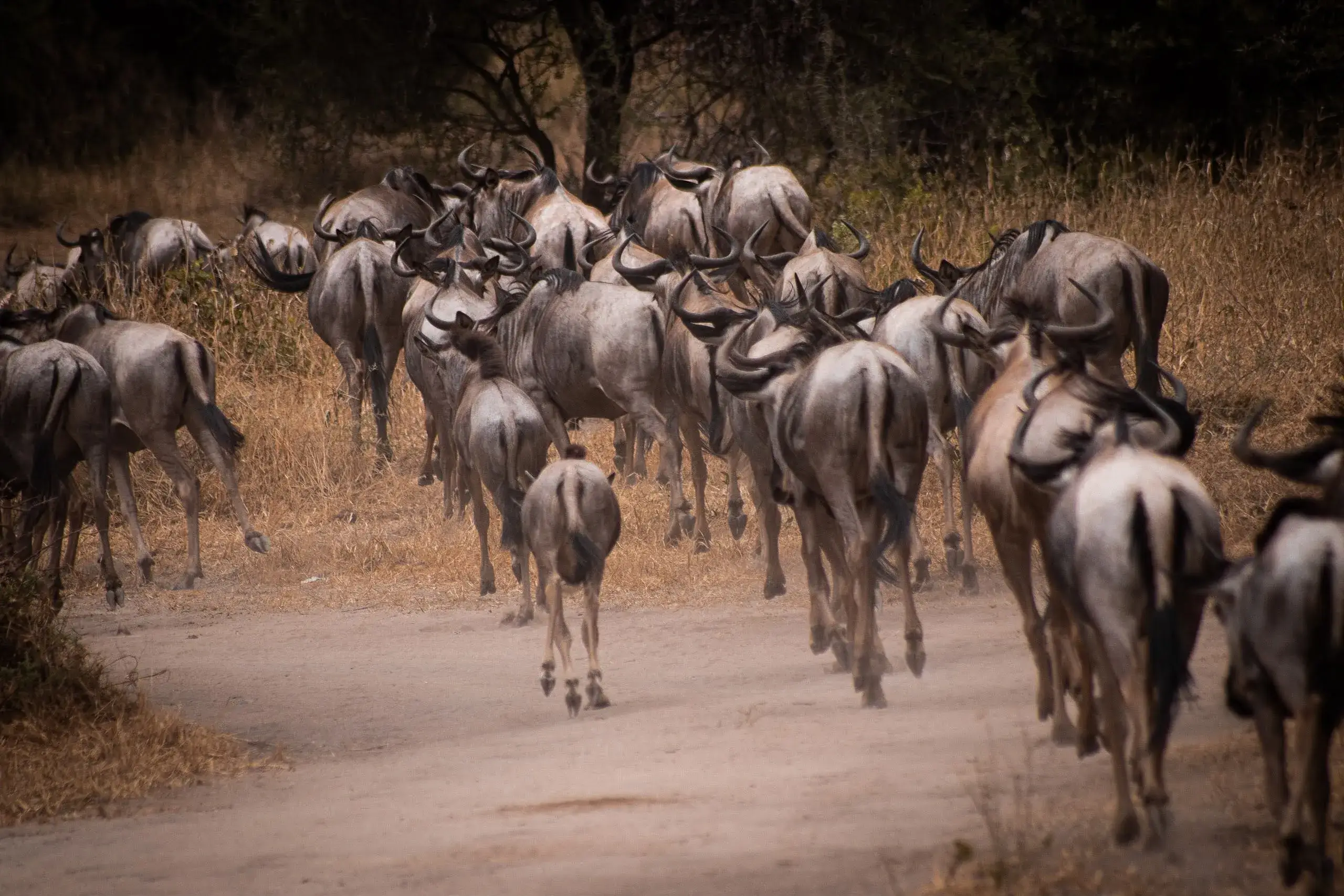 A herd of wildebeest in Tanzanian national parks