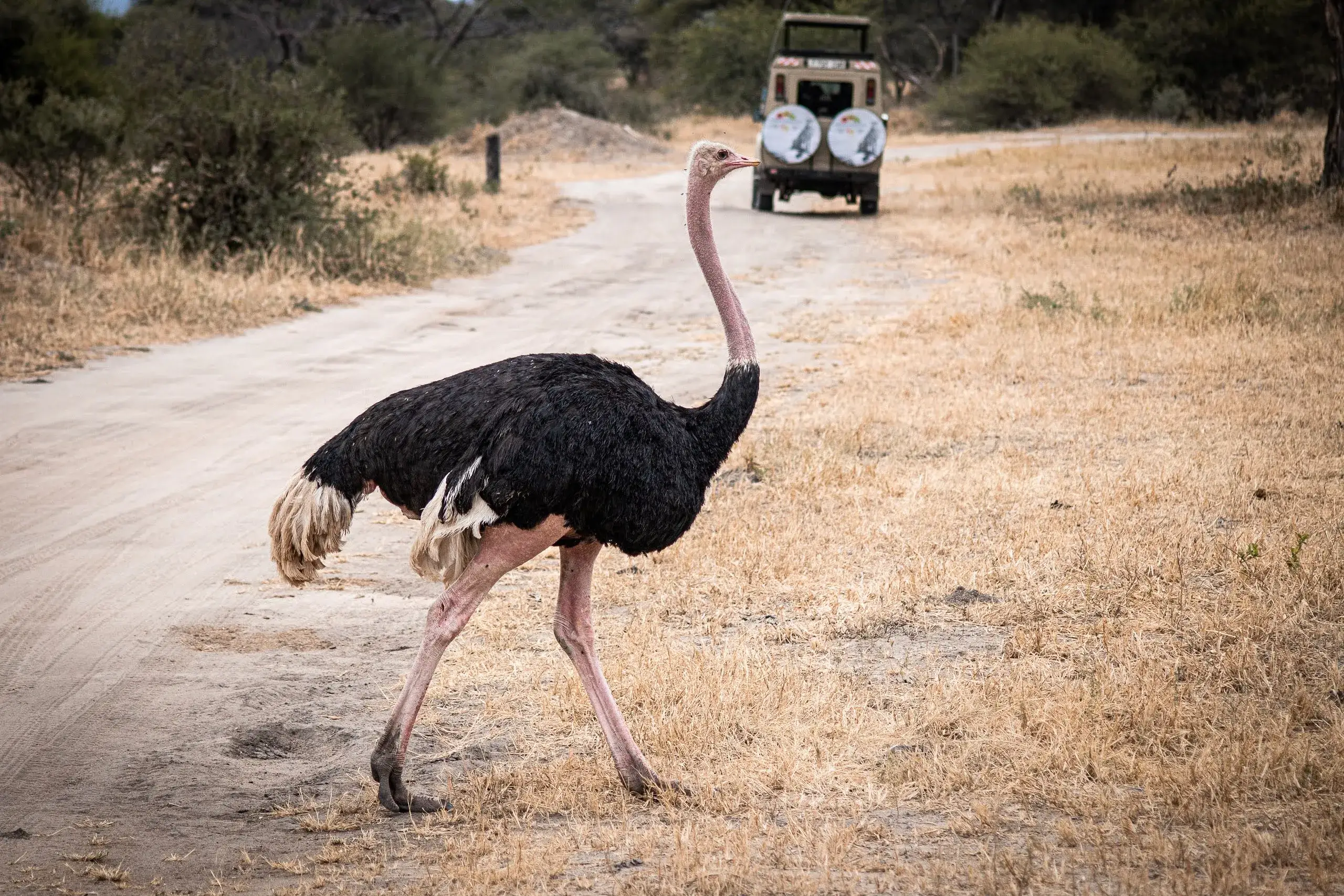 Ostrich spotted while hiking Kilimanjaro