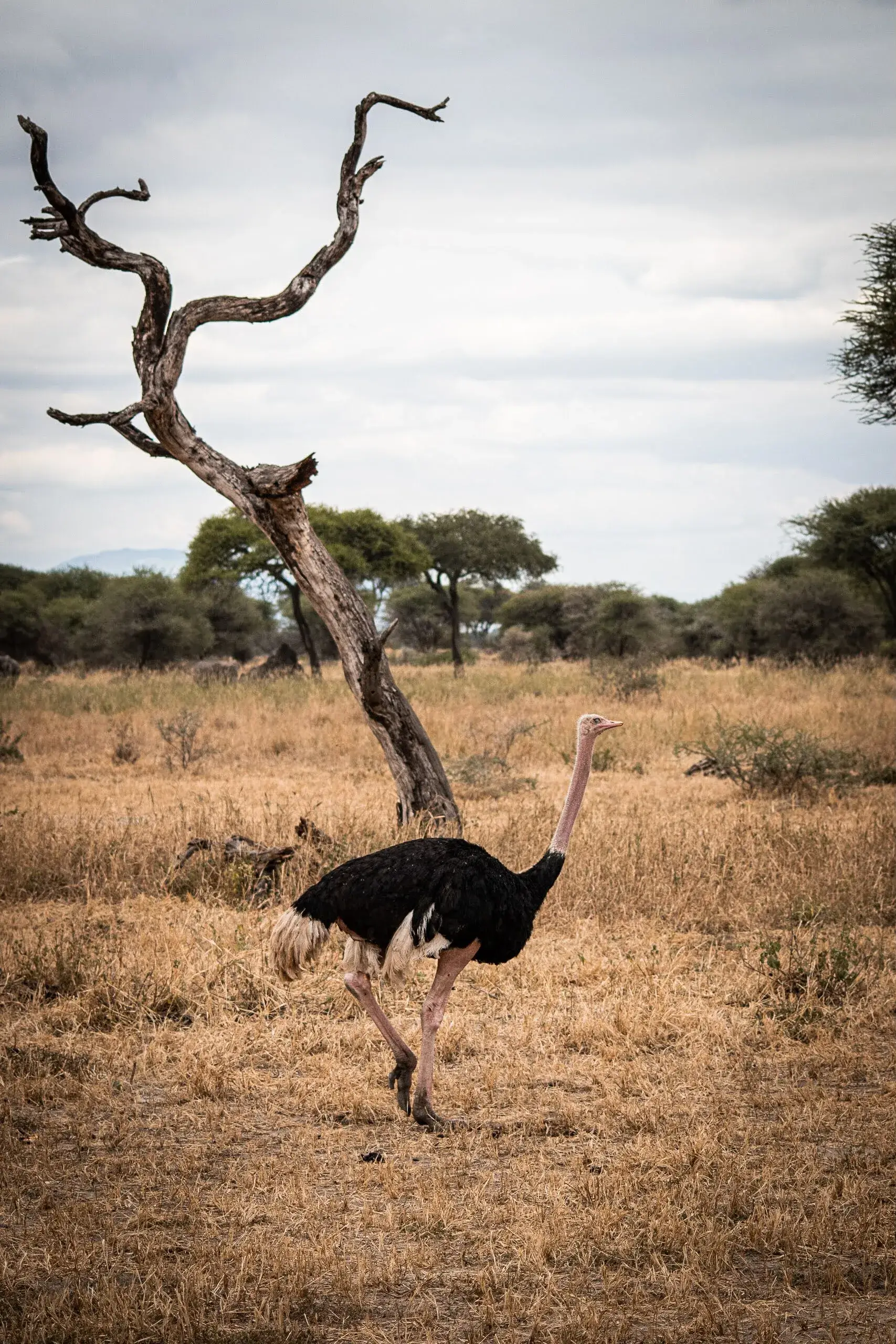 Ostrich spotted while hiking Kilimanjaro