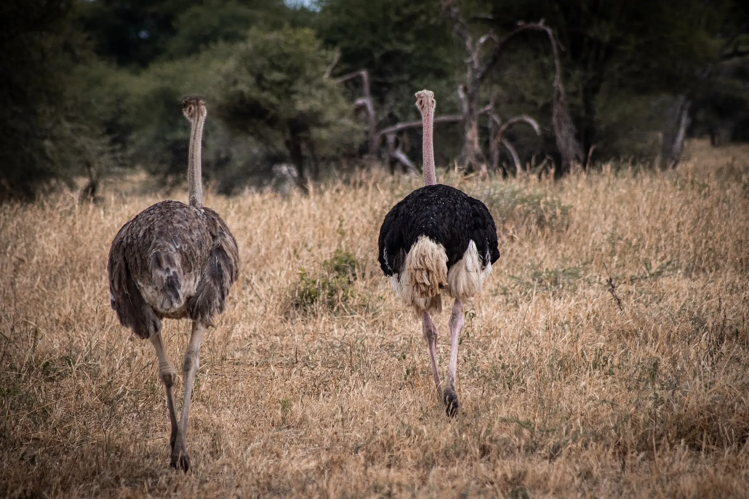Ostriches spotted while hiking Kilimanjaro