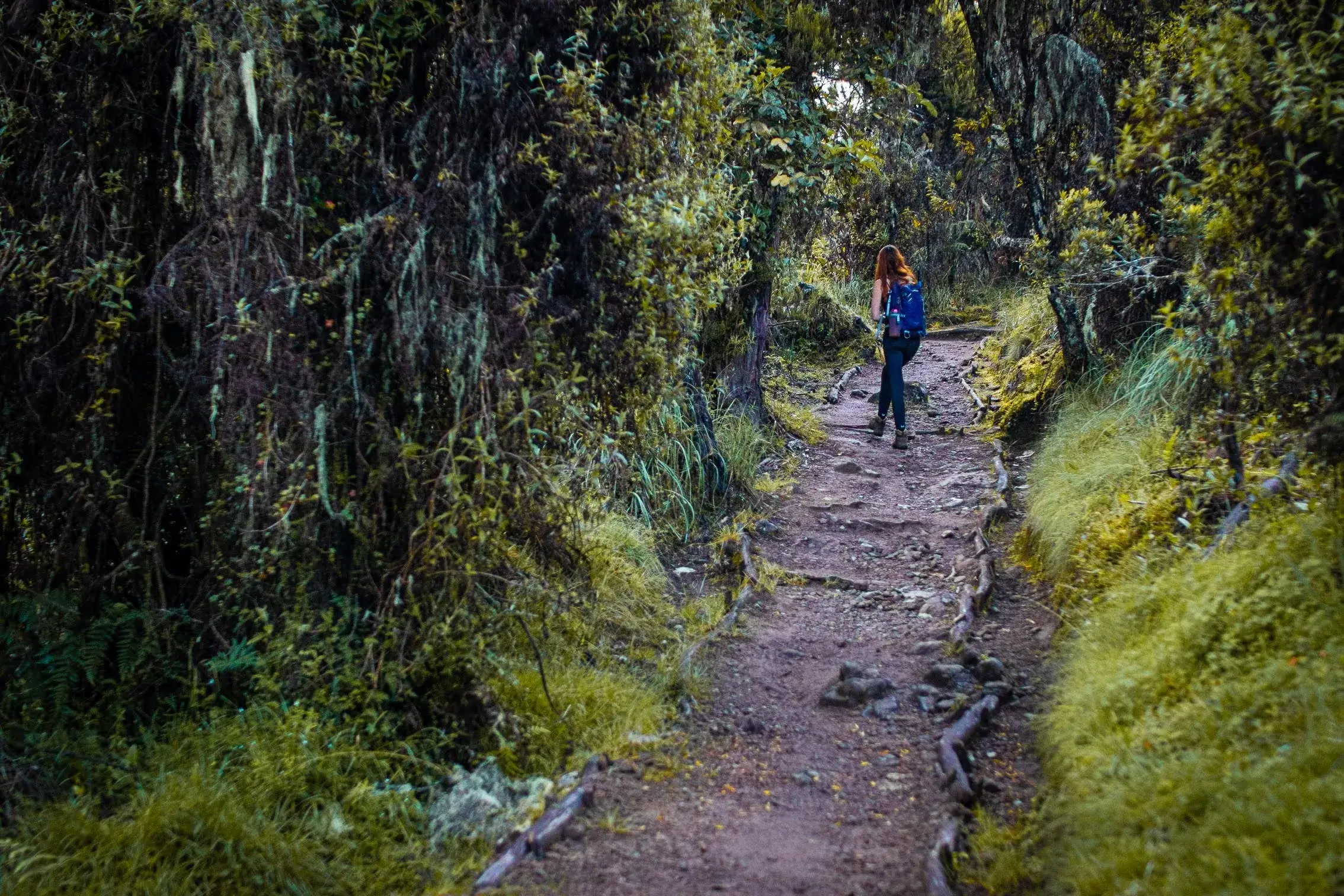 Our Adventurous traveler exploring the surroundings while trekking Kilimanjaro