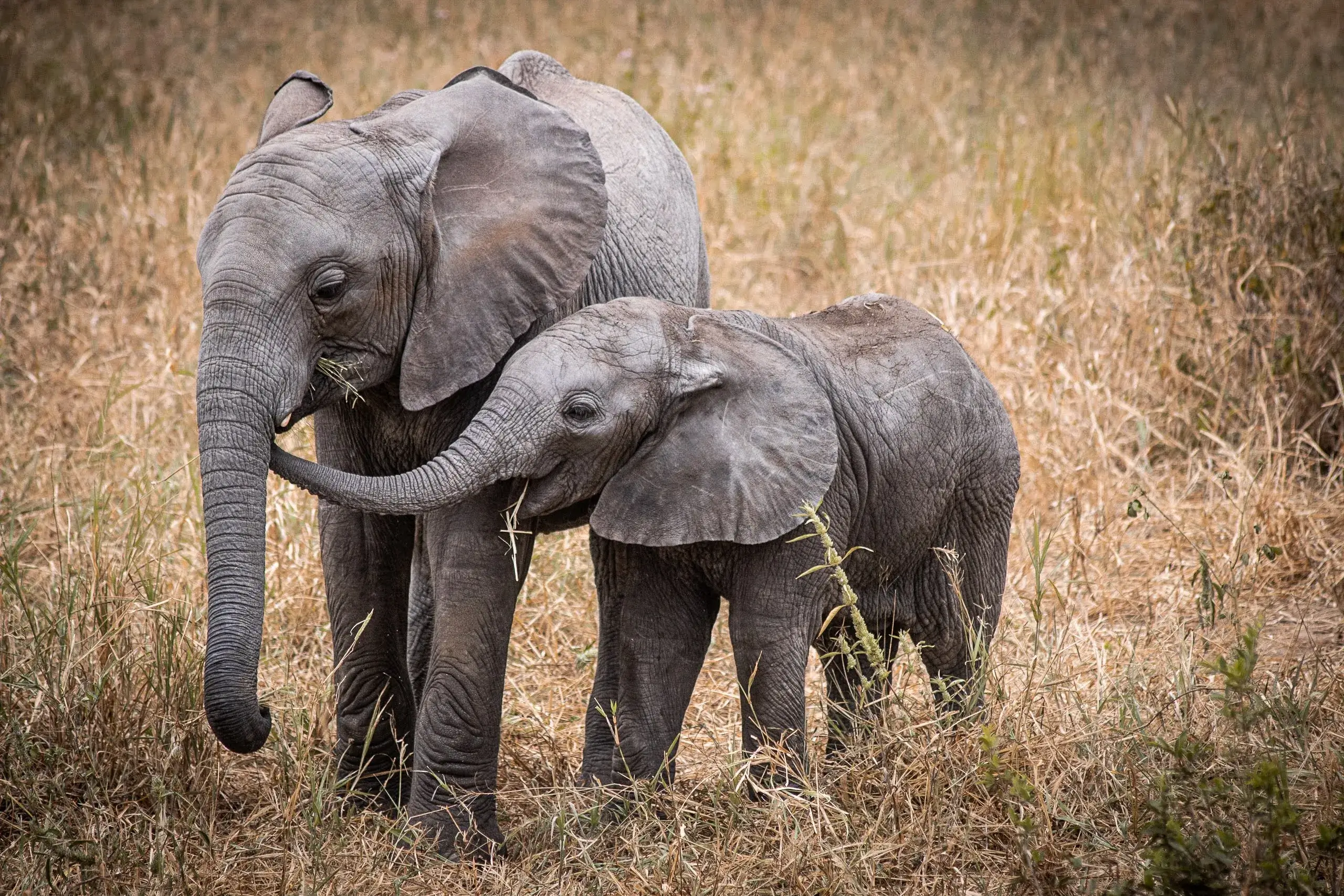 Baby elephants playing spotted in Mt Kilimanjaro