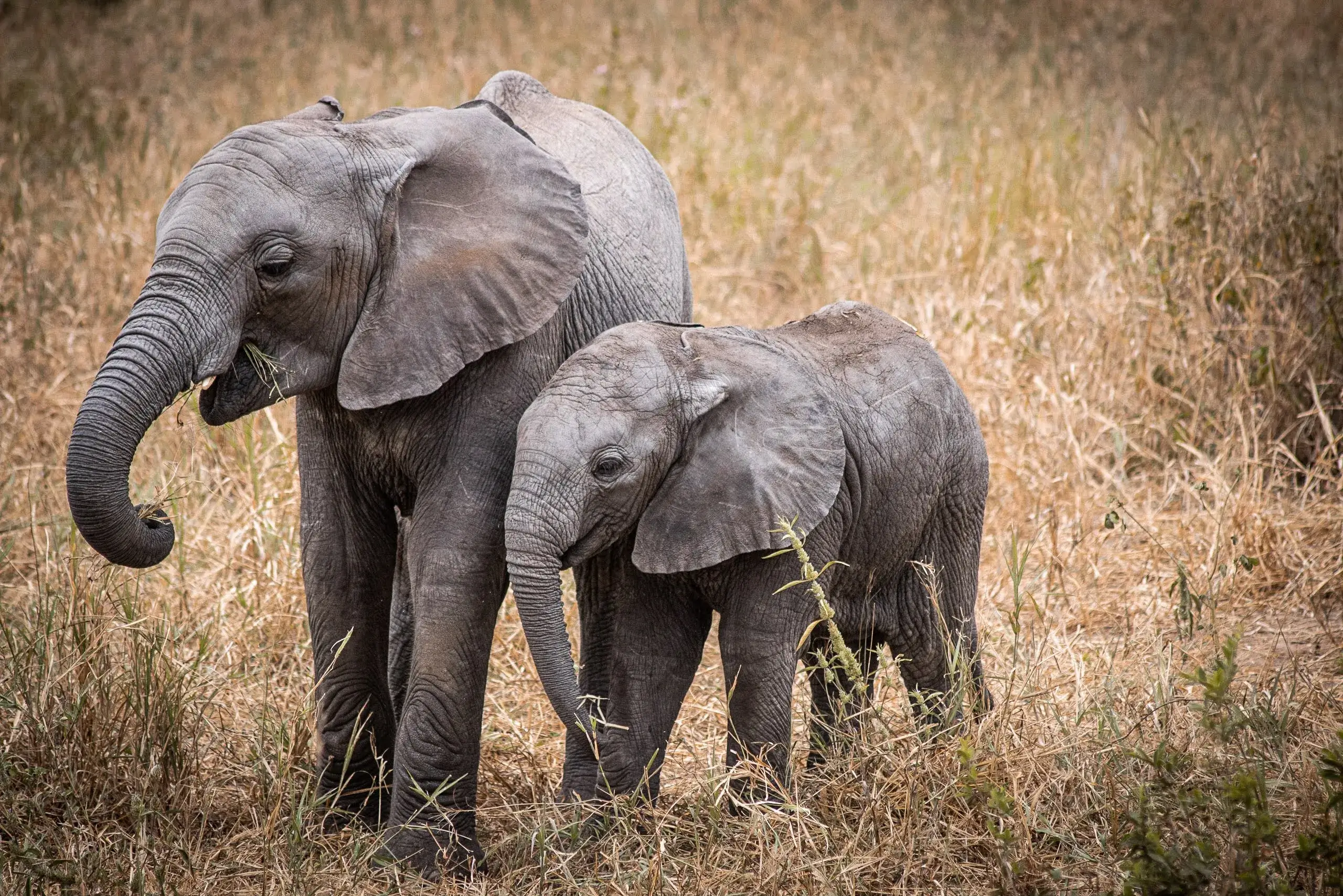 Baby elephants roaming spotted in Mt Kilimanjaro