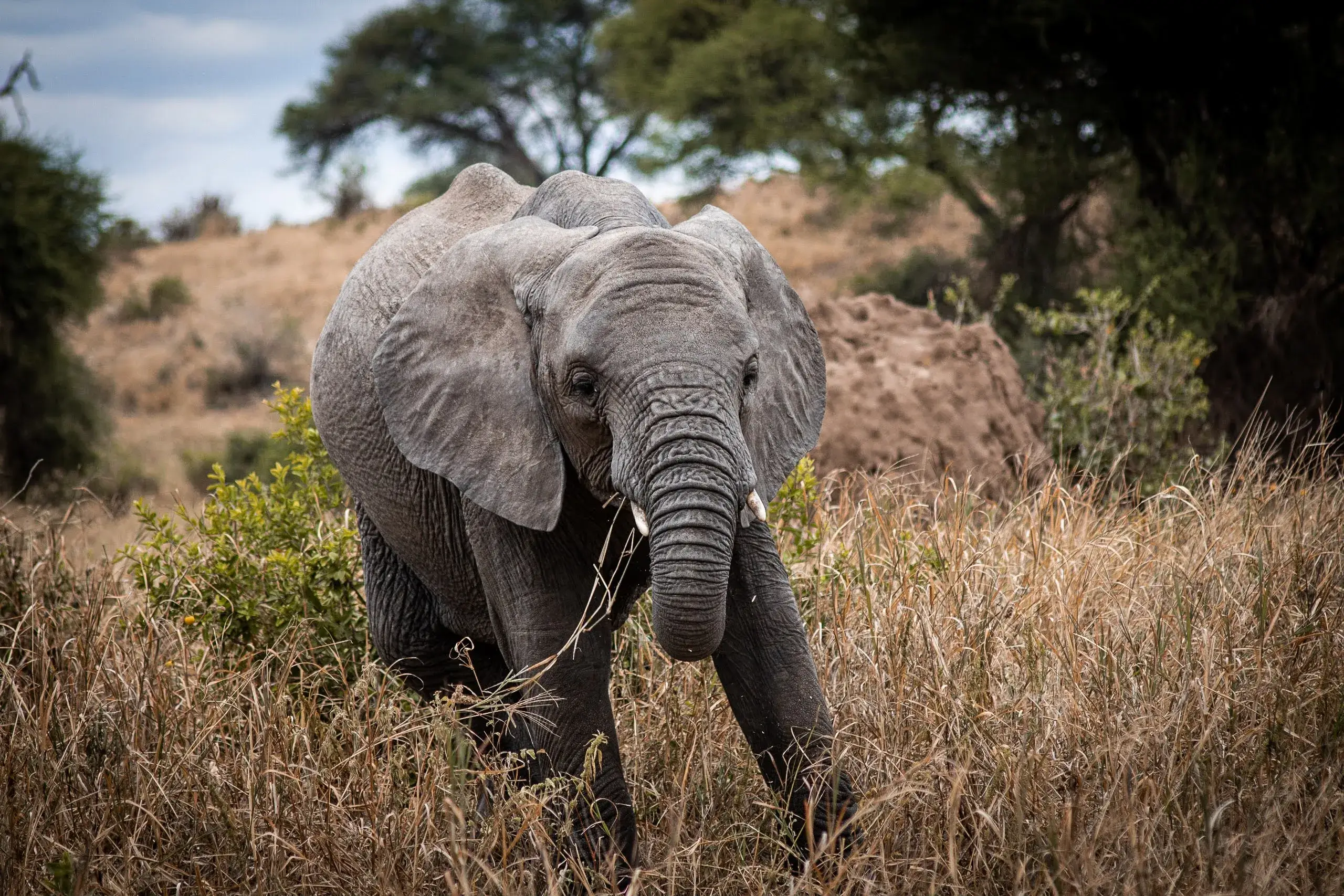 Baby elephant playing spotted in Mt Kilimanjaro