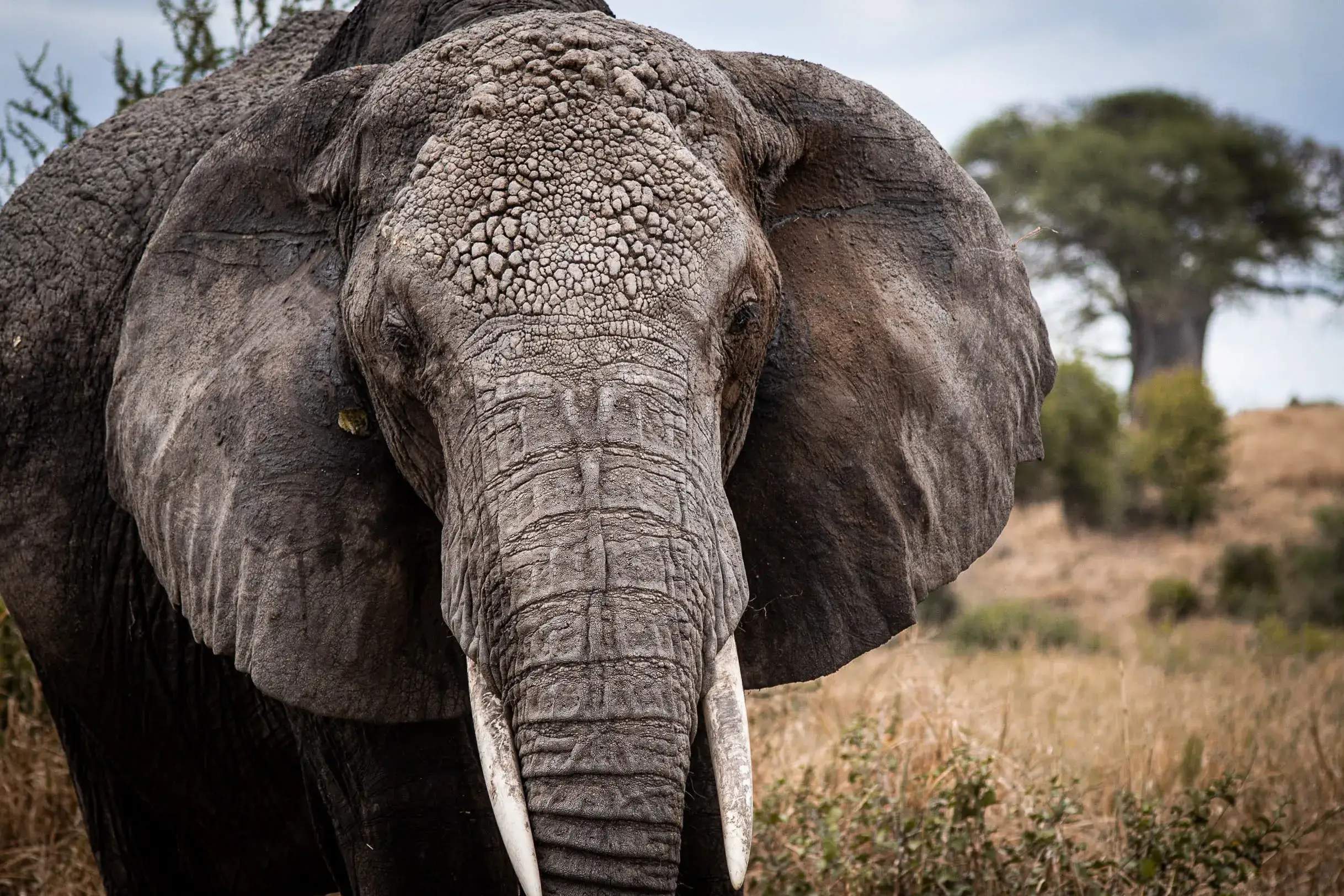 Close view of an elephant spotted in Mt Kilimanjaro