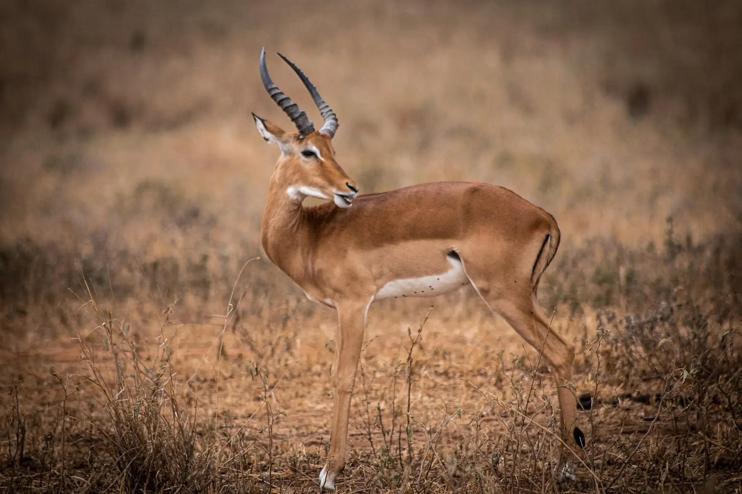 Impala spotted in Tanzanian national park