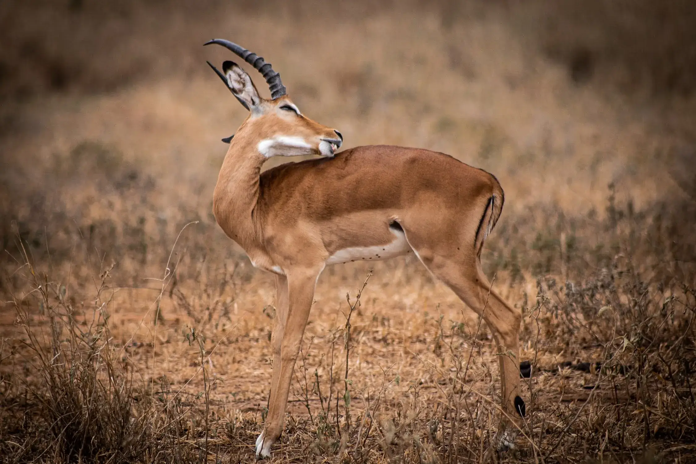 Impala spotted in Tanzanian national park