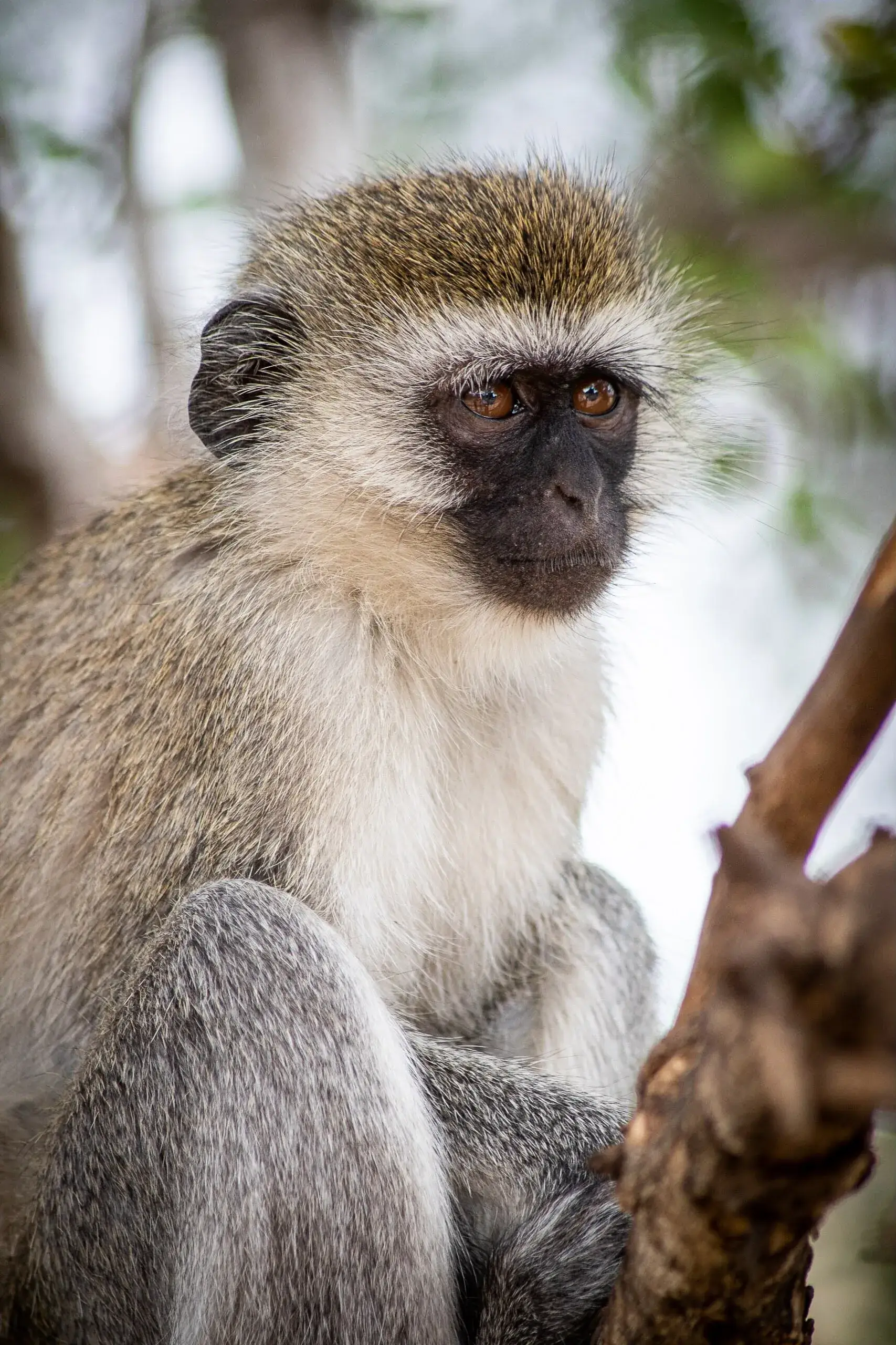 Vervet monkey spotted while Kilimanjaro trekking