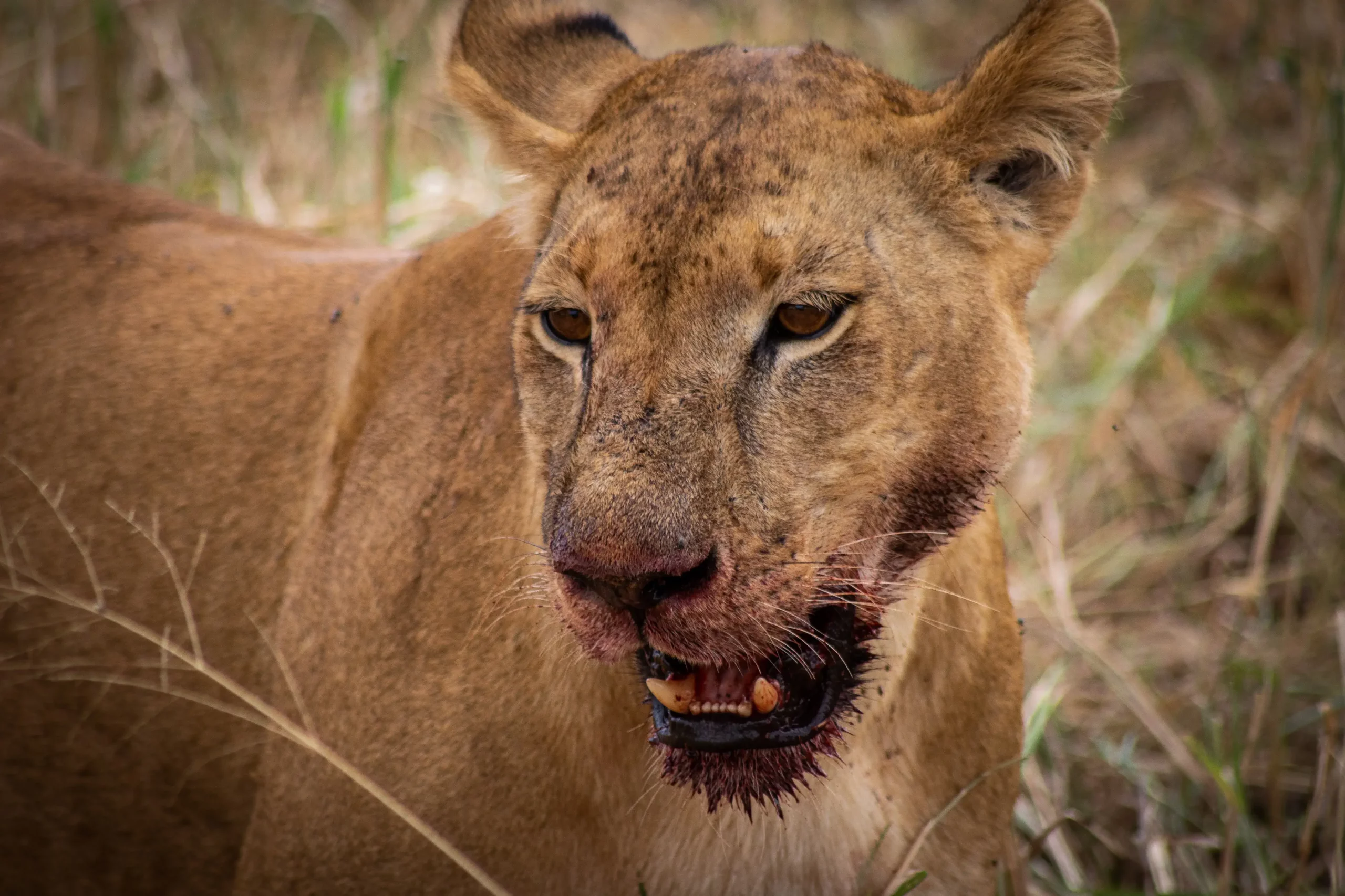 aggressive lioness roaring in joy after having freshly hunted prey