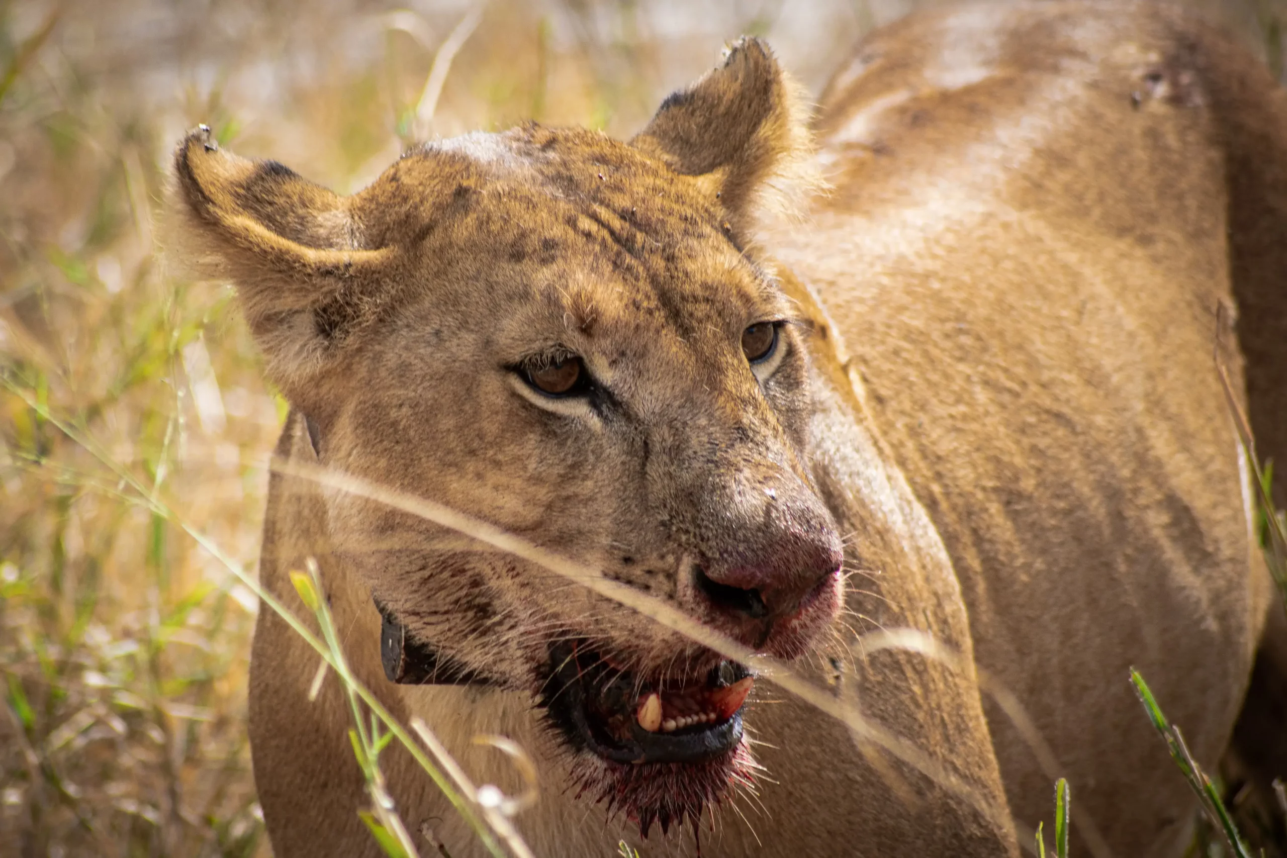aggressive lioness roaring after having freshly hunted prey