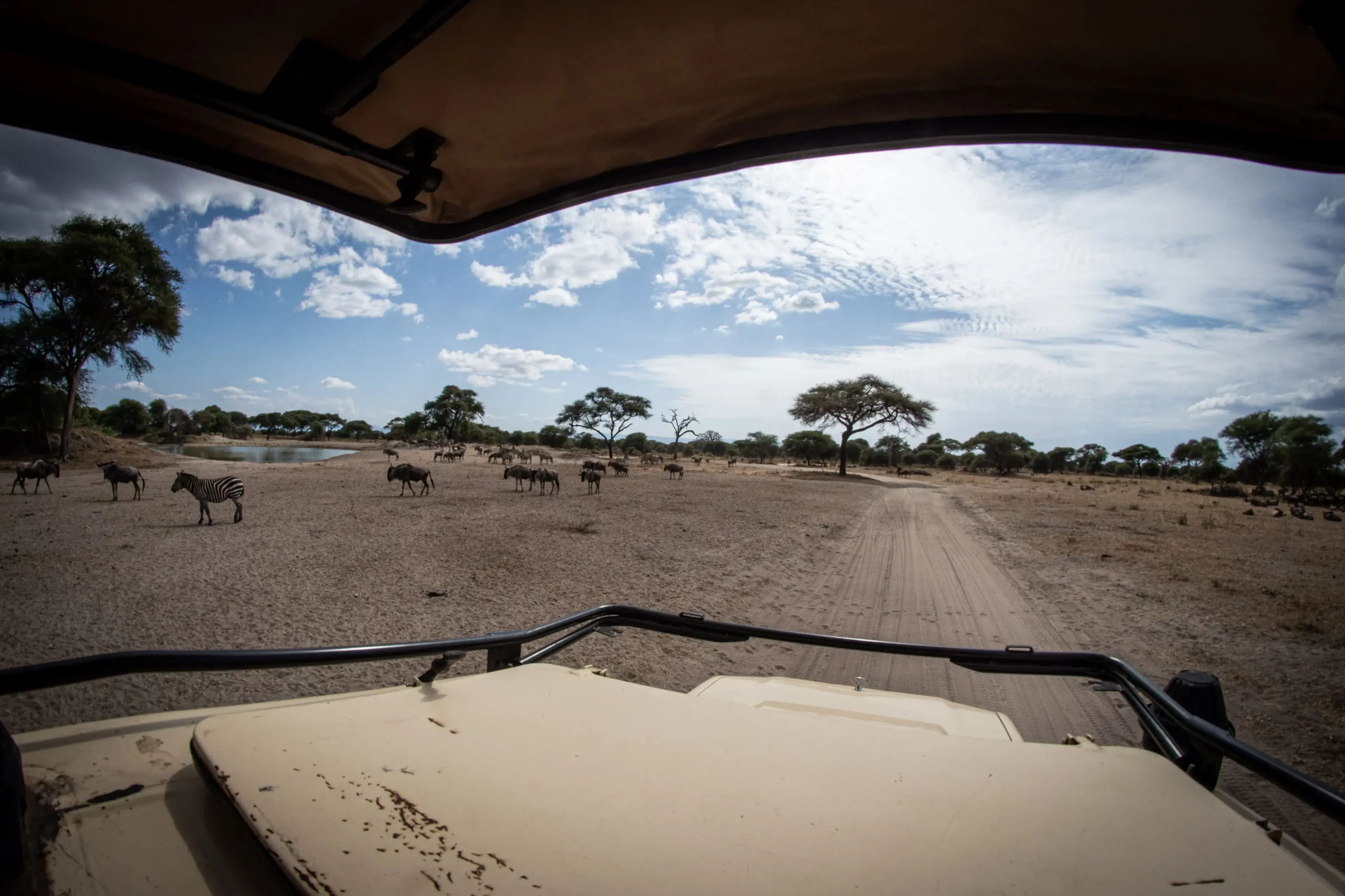 View of zebras surrounded around safari vehicle