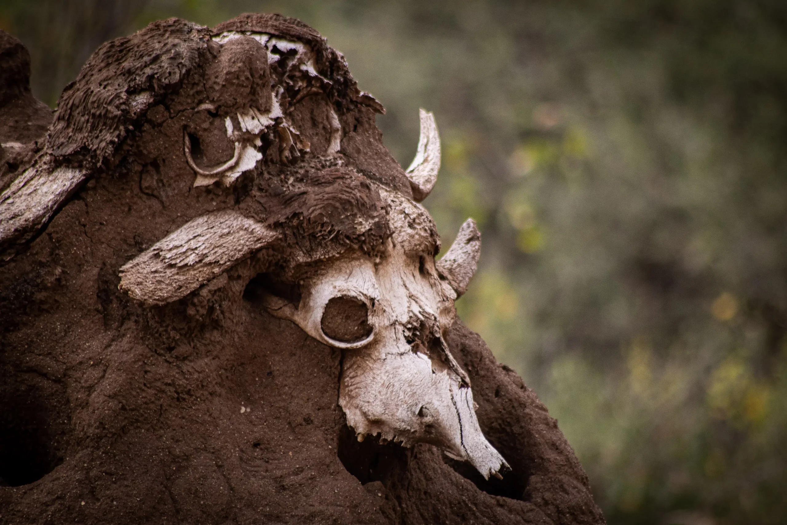 skulls of animals which have been hunted by lions or tigers, spotted in Tanzanian safari jungles.