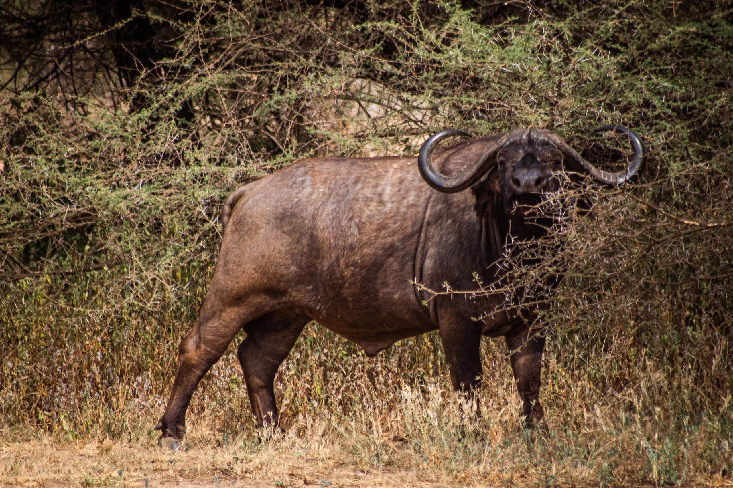 African buffalo spotted in Tanzanian safari jungles