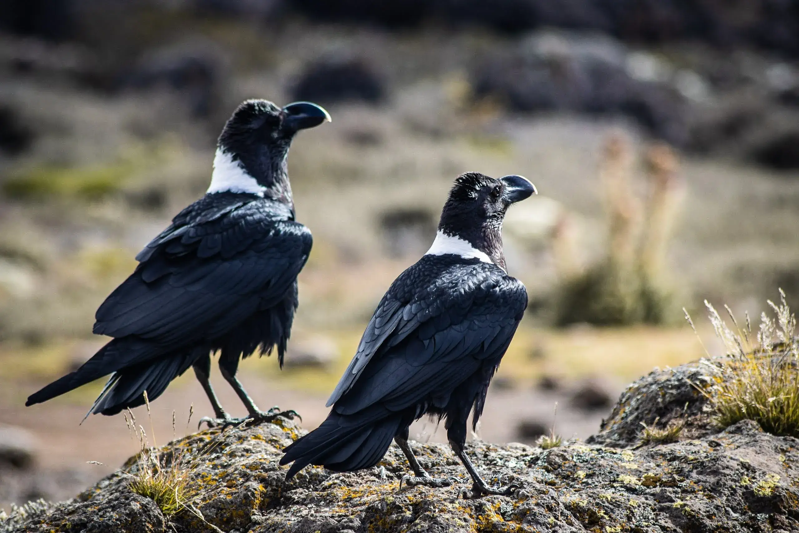 White necked ravens spotted while climbing Kilimanjaro