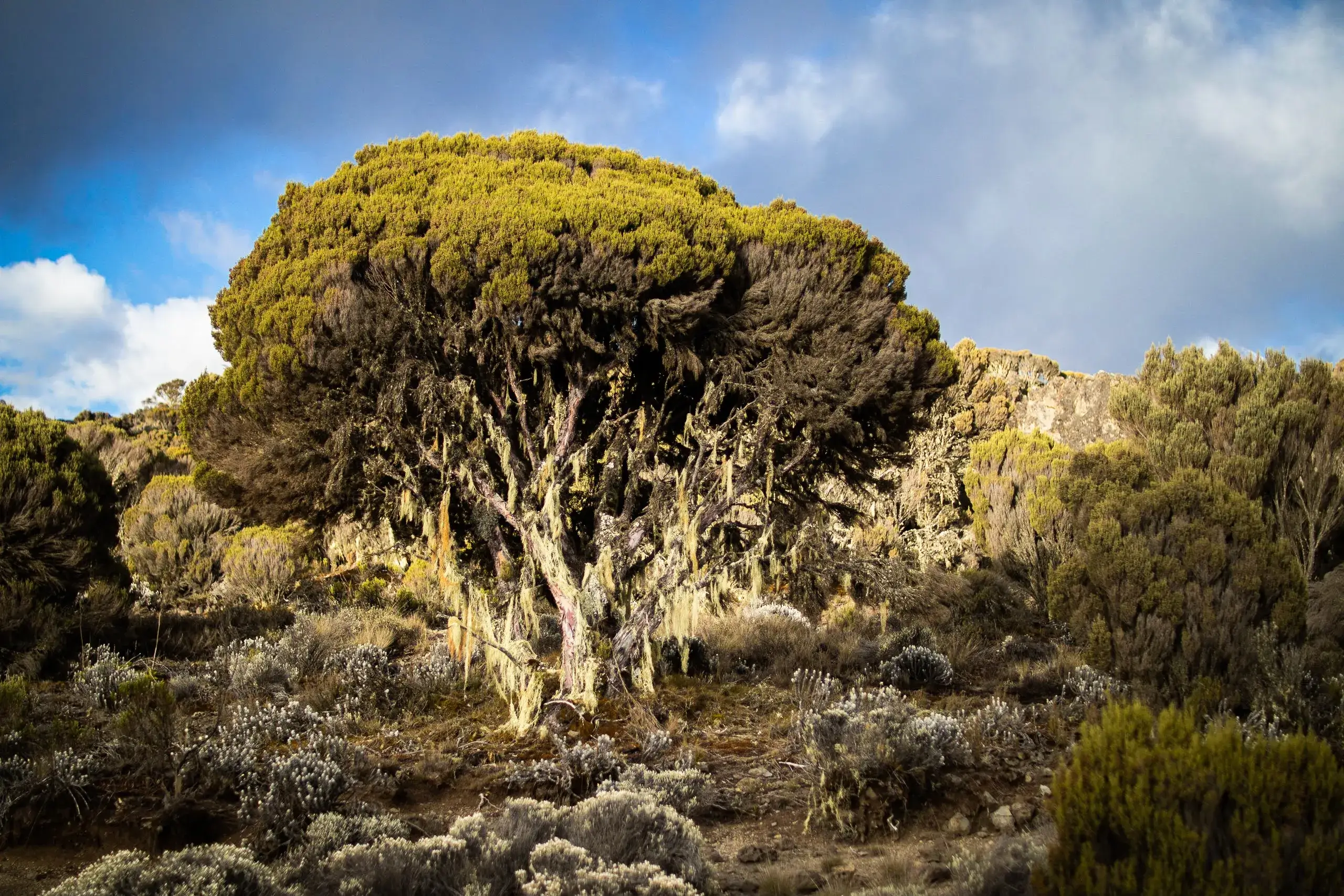 African bog pine trees spotted while trekking Kilimanjaro