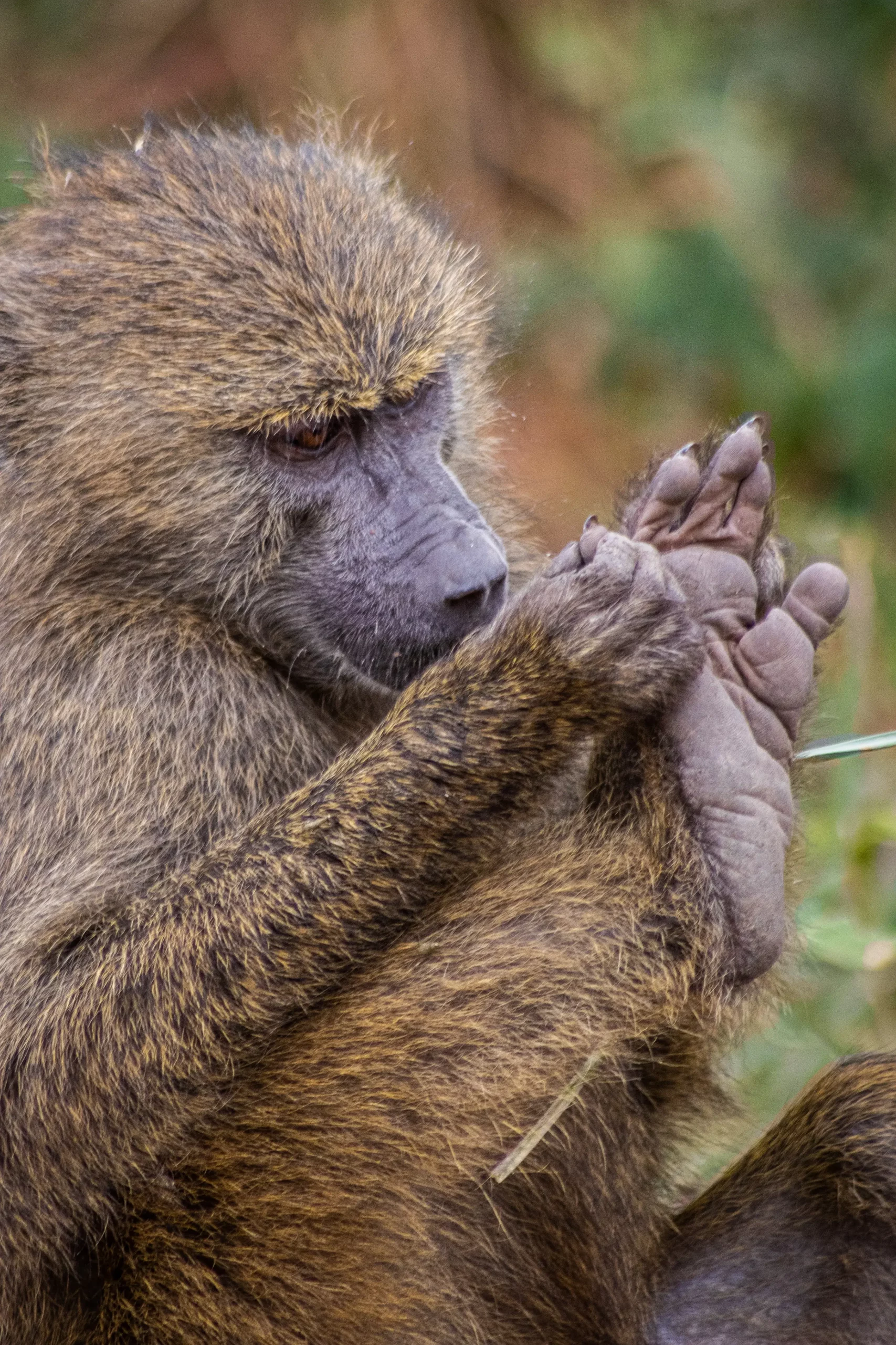 olive baboon spotted in Tanzanian safari jungles