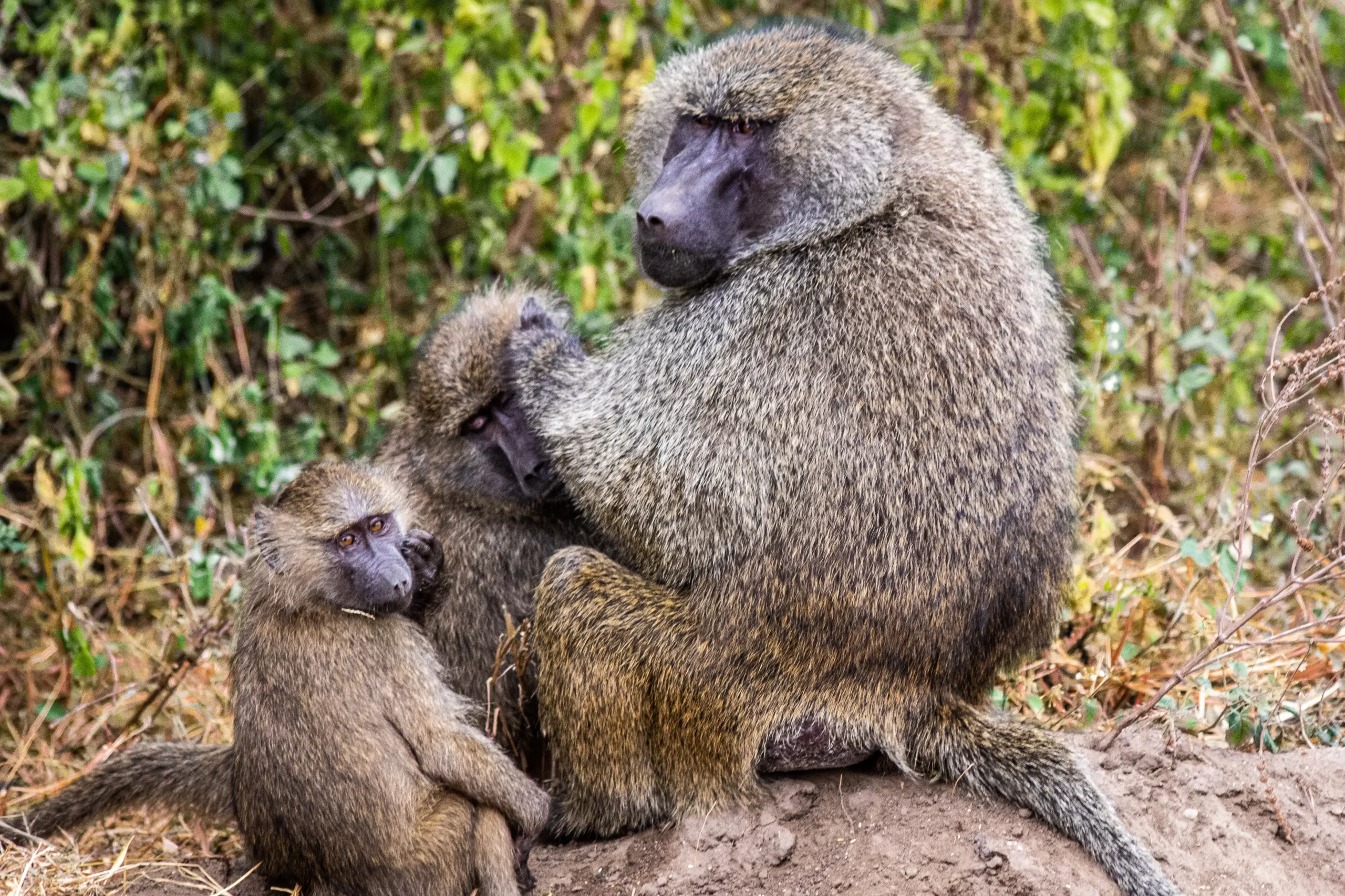 Olive baboons spotted while trekking Kilimanjaro
