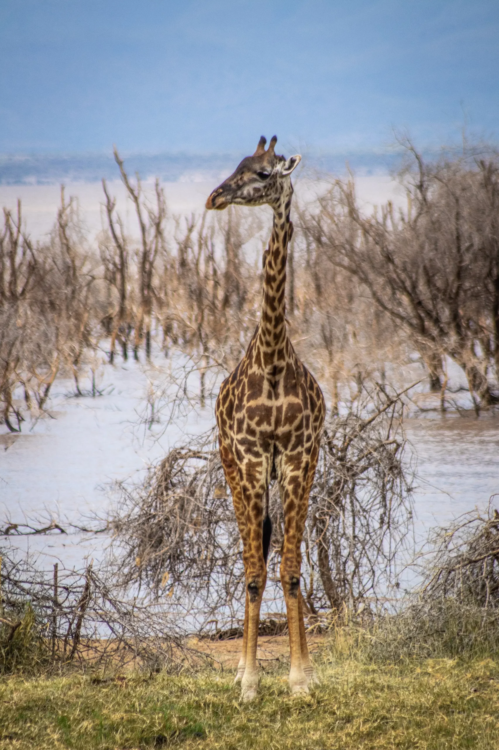 Giraffe walking around near a lake in Tanzania