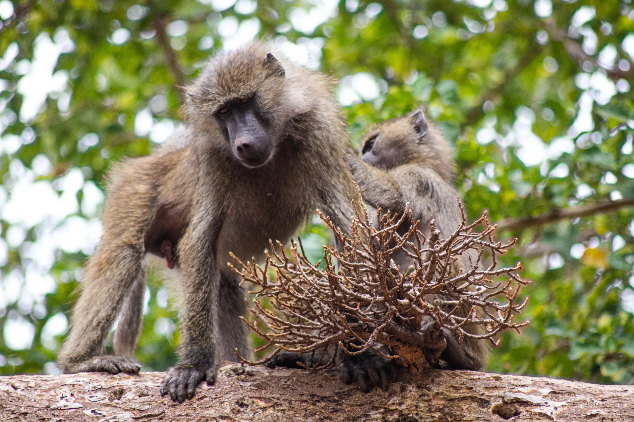 olive baboons spotted while trekking Kilimanjaro