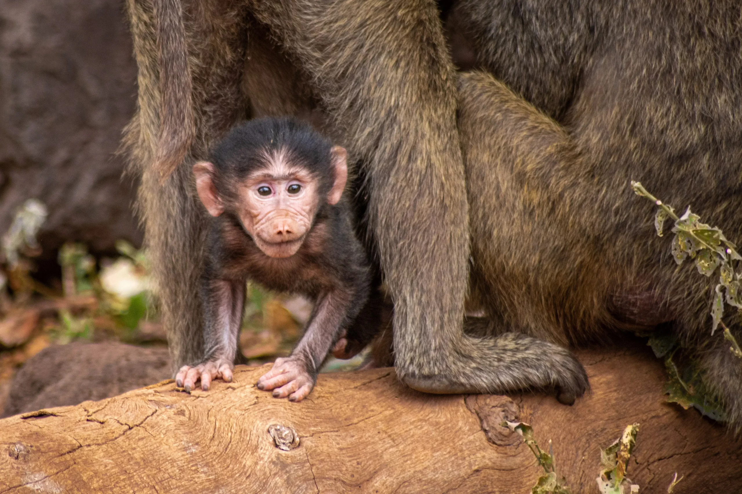 Baby olive baboon spotted while trekking Kilimanjaro