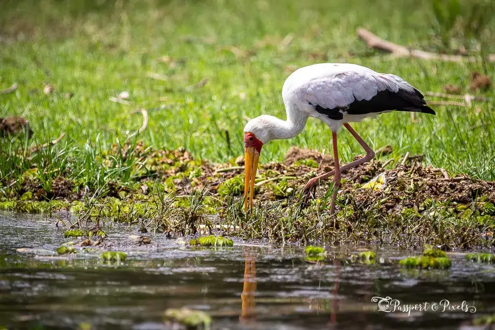 Yellow billed stork having water from the lake