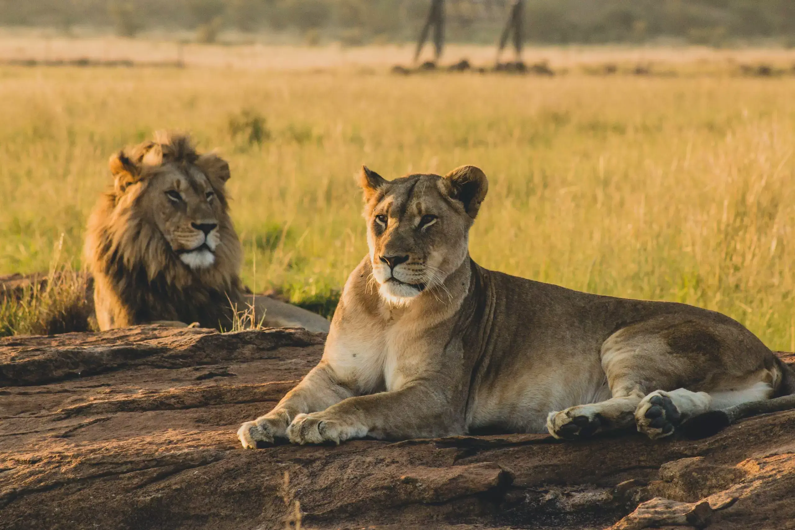 Male and female lions laying on the sand and resting in vast grasslands