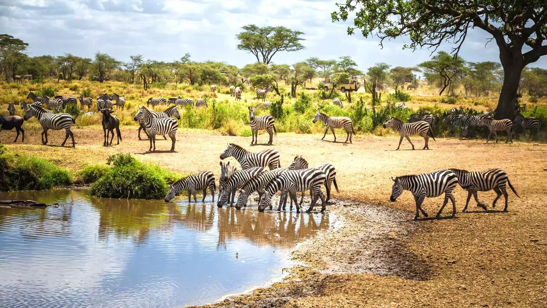 a group of Zebras having water in the lake.