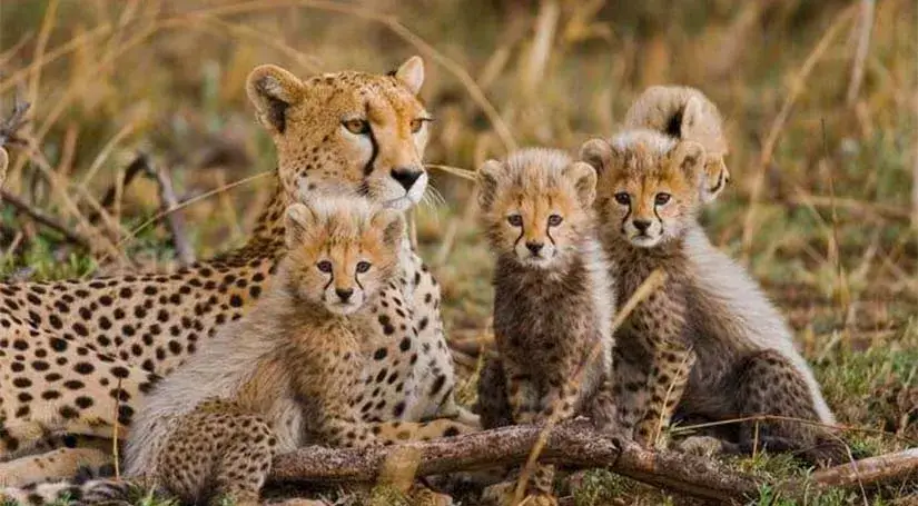 Leopard along with 4 cubs around it